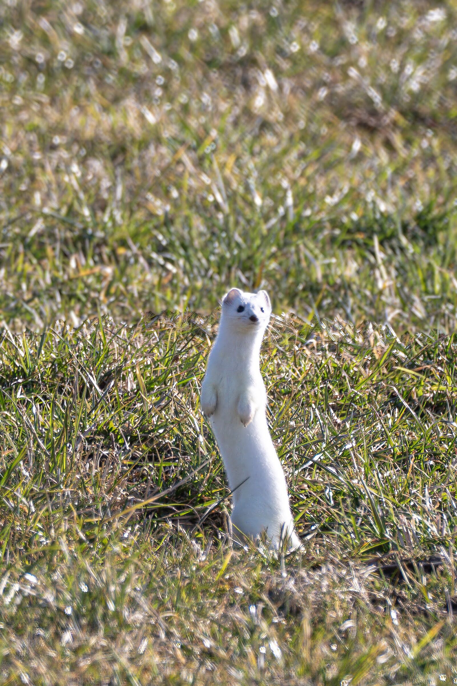 A lucky encounter - Ermine, Bullet, Switzerland