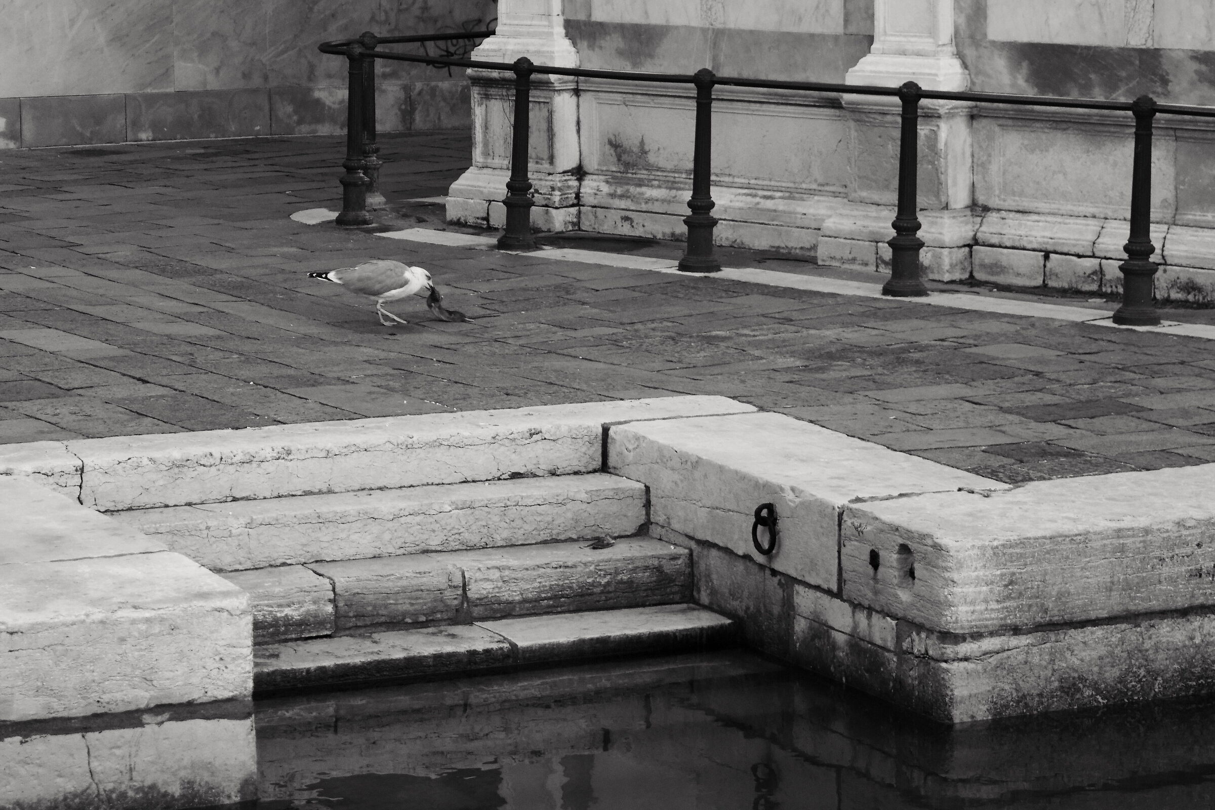 La Cruda Realtà_Venezia