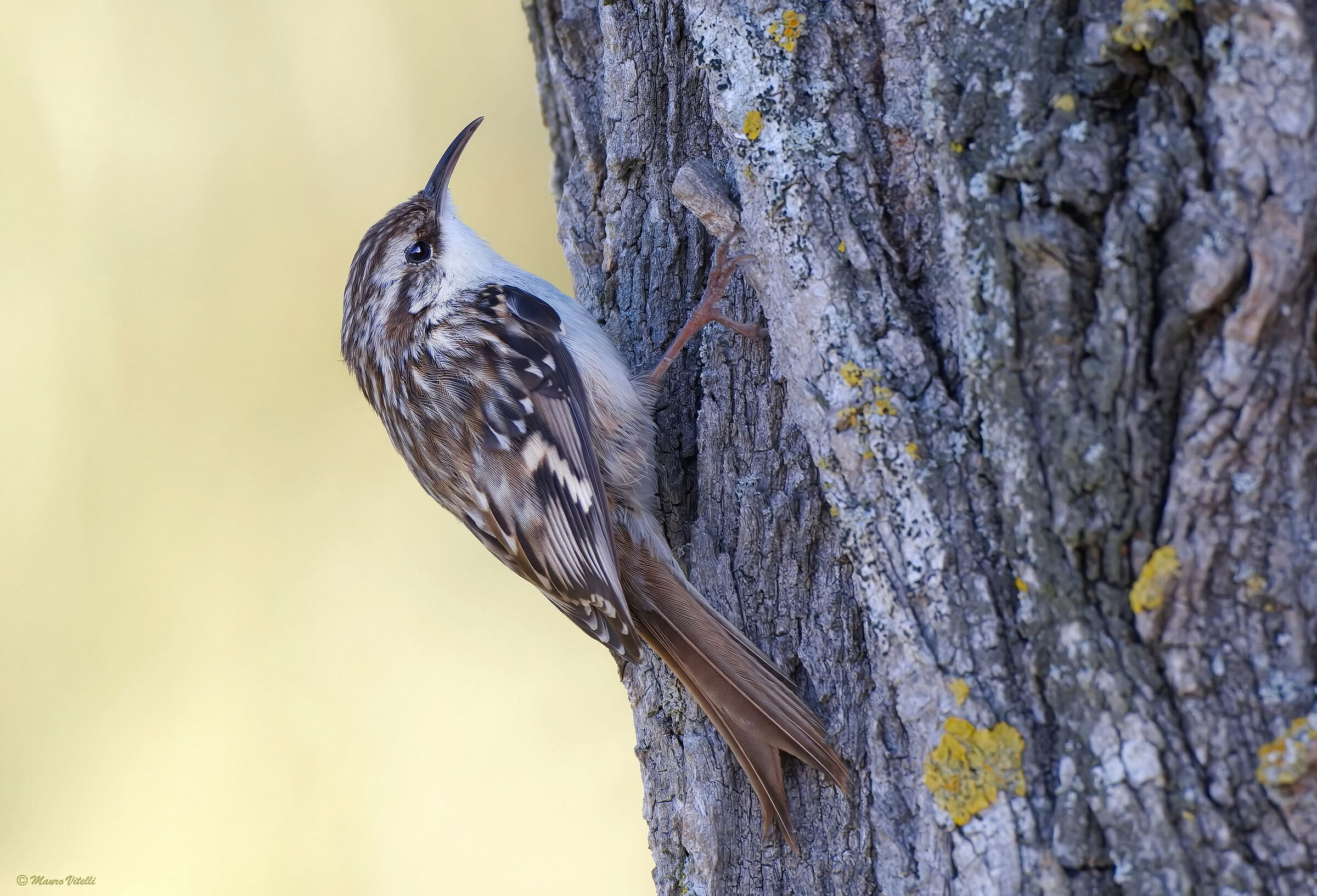 Common Treecreeper (Certhia brachydactyla)