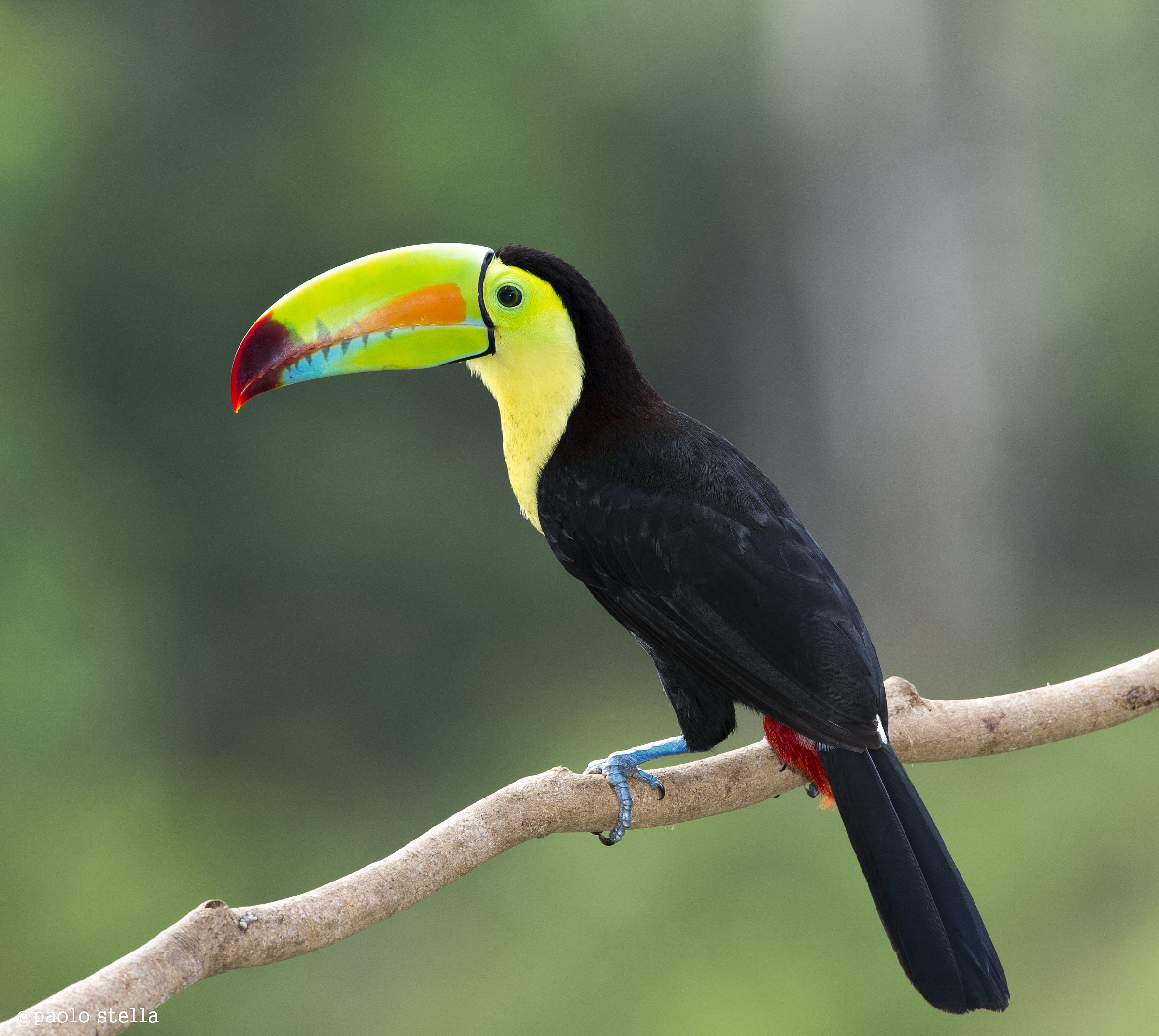 Keel-billed Toucan