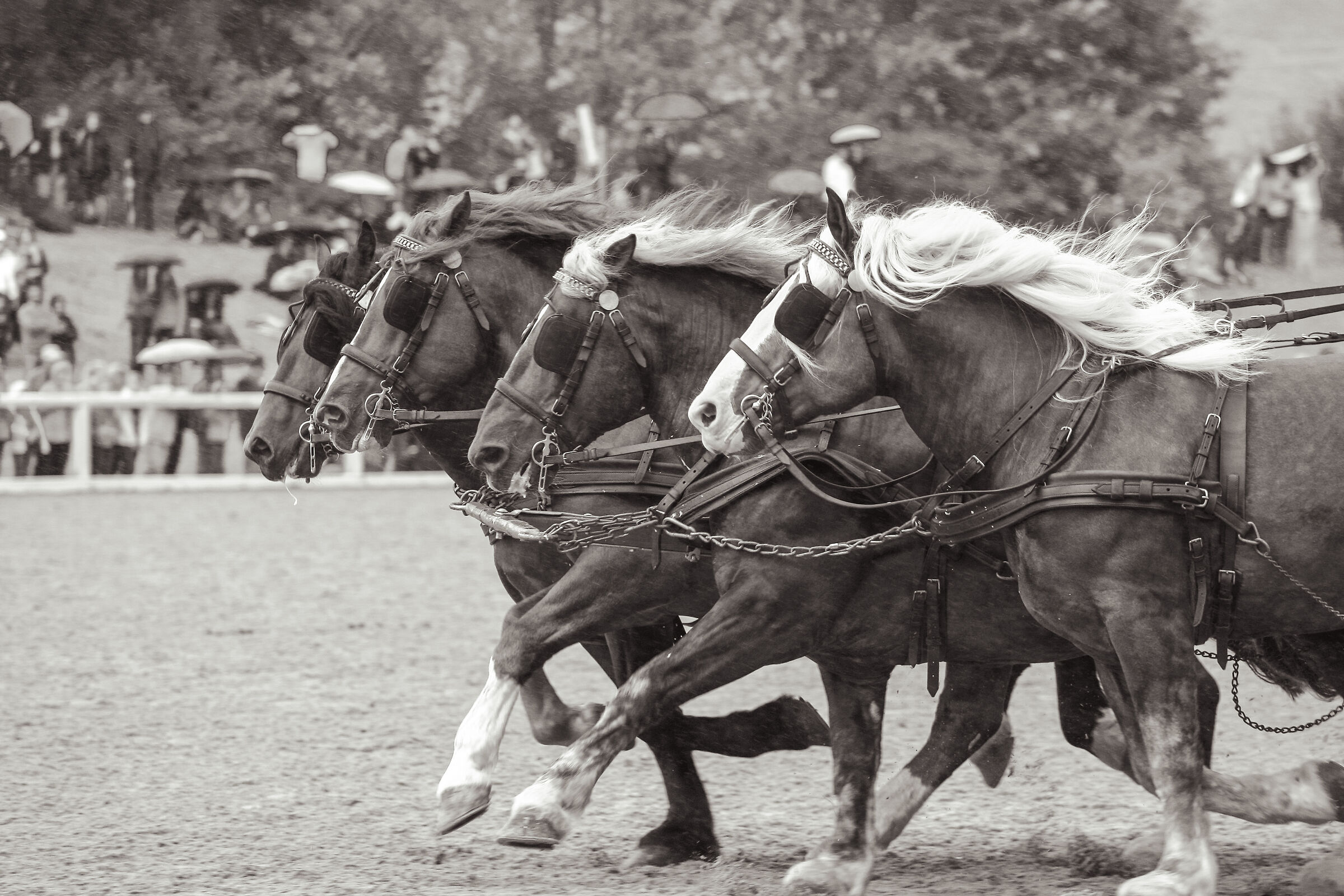 quadriga