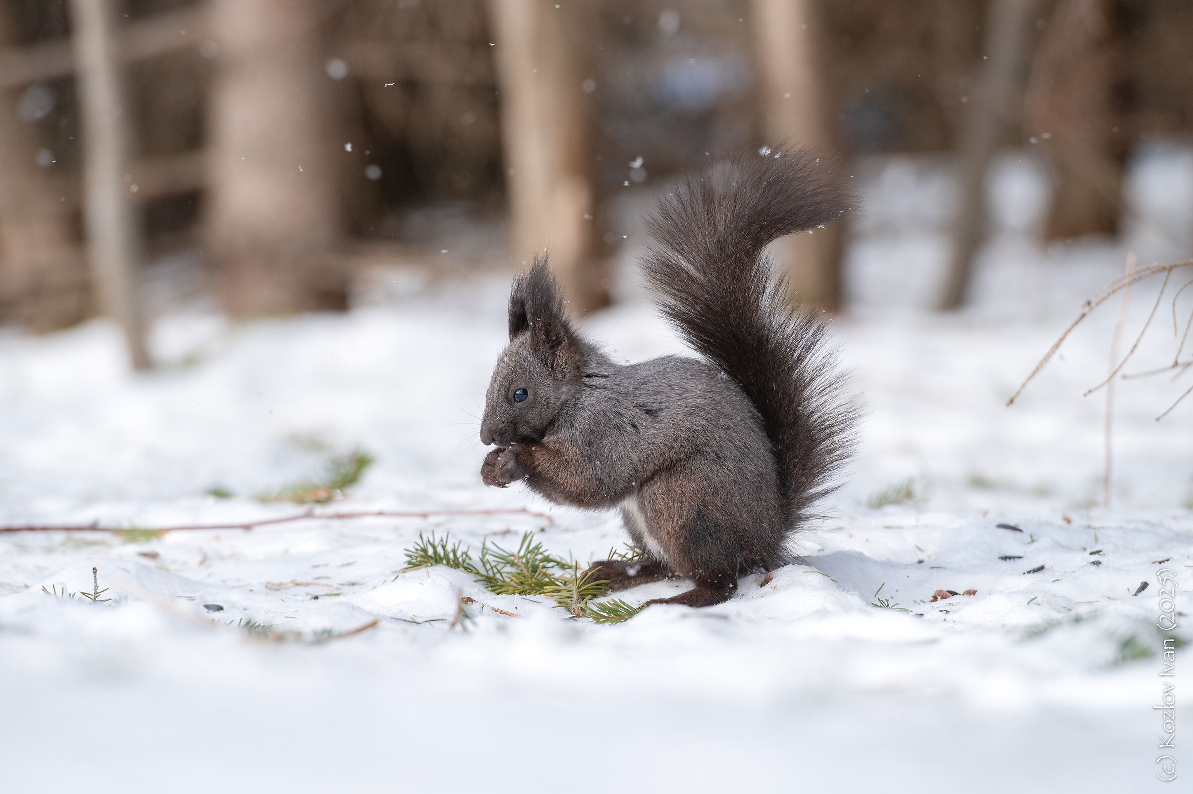 The squirrel