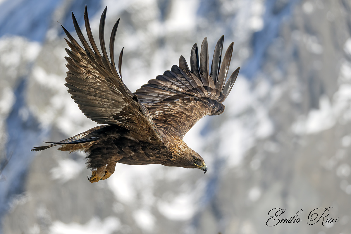 Golden Eagle Italian Alps