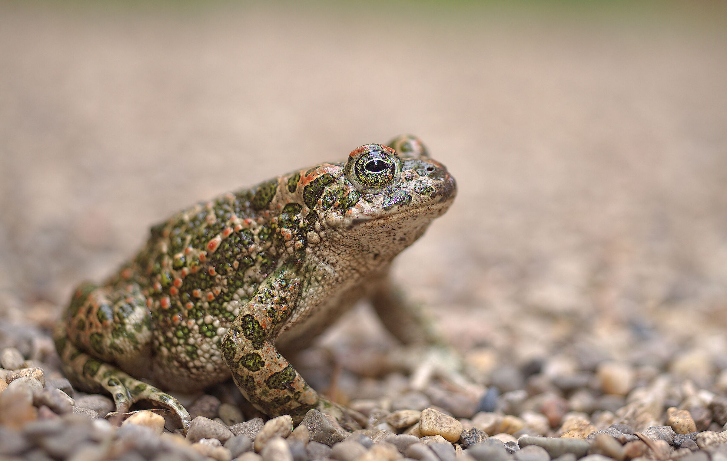 Rospo smeraldino femmina