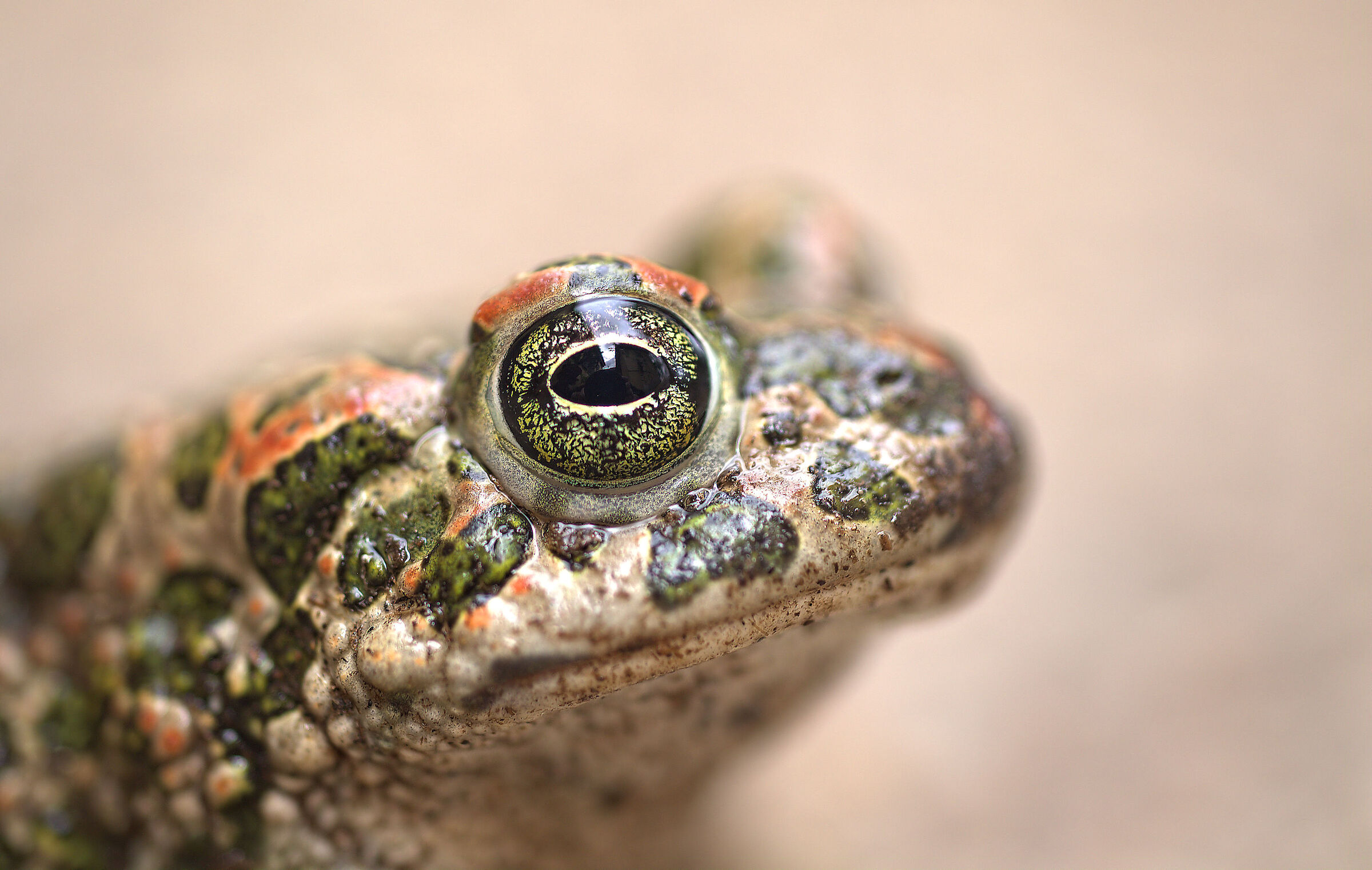 Rospo smeraldino femmina