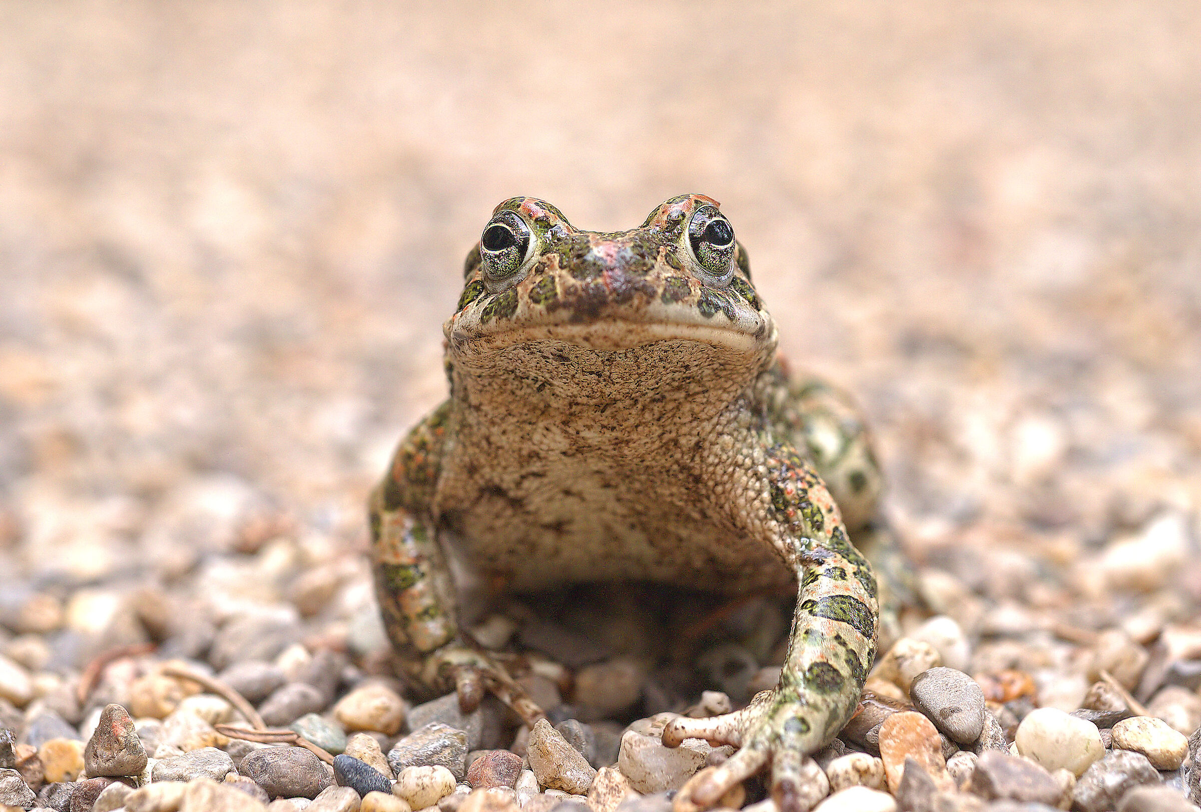 Rospo smeraldino femmina