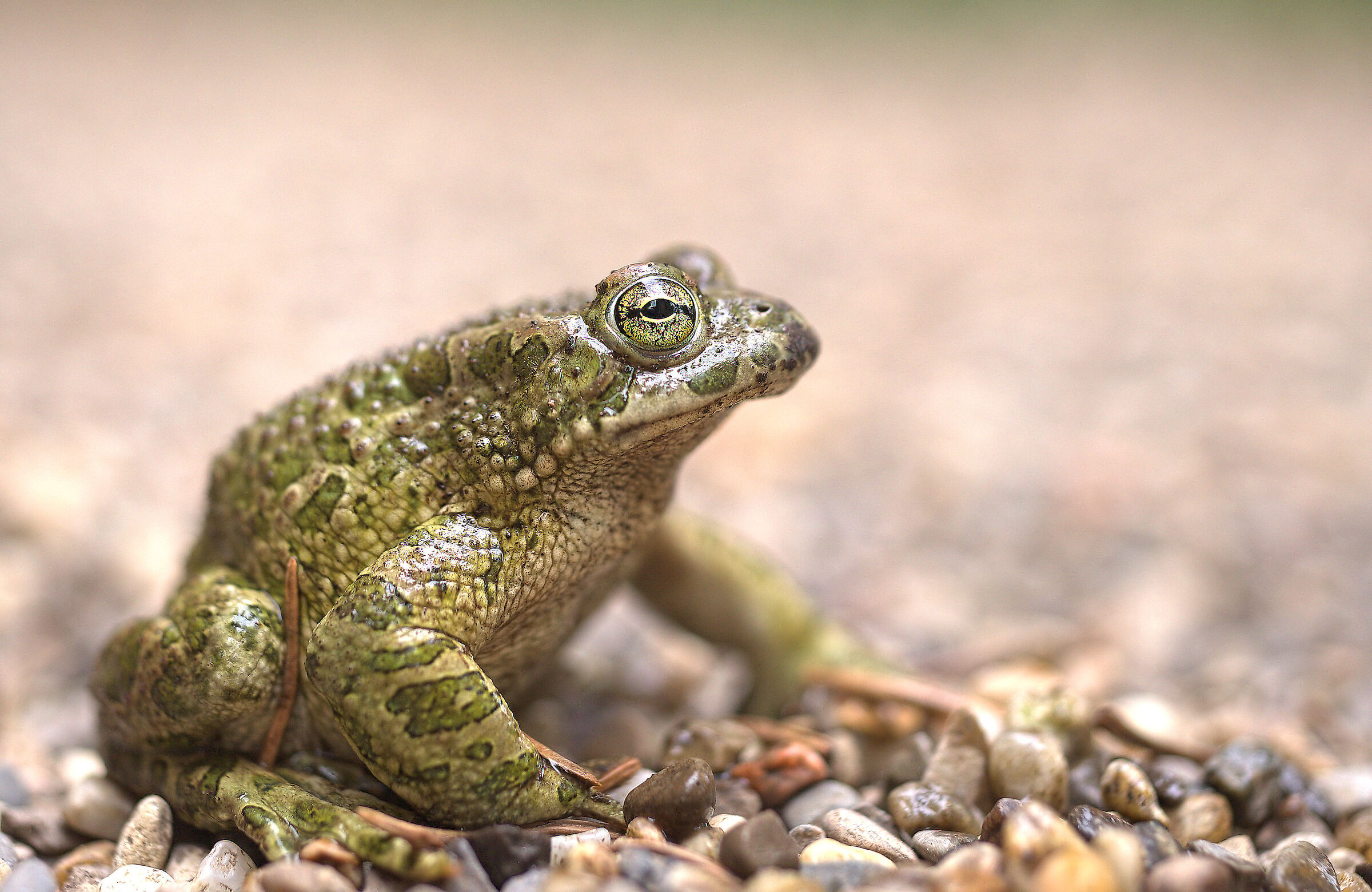 Rospo smeraldino maschio