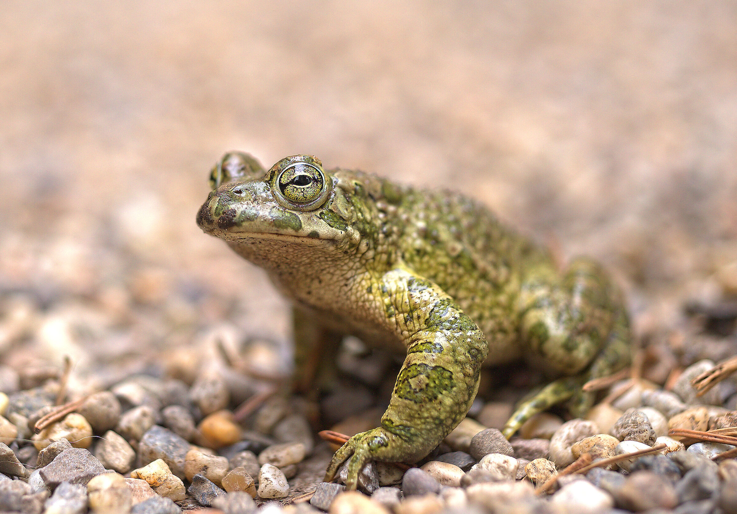 Rospo smeraldino maschio