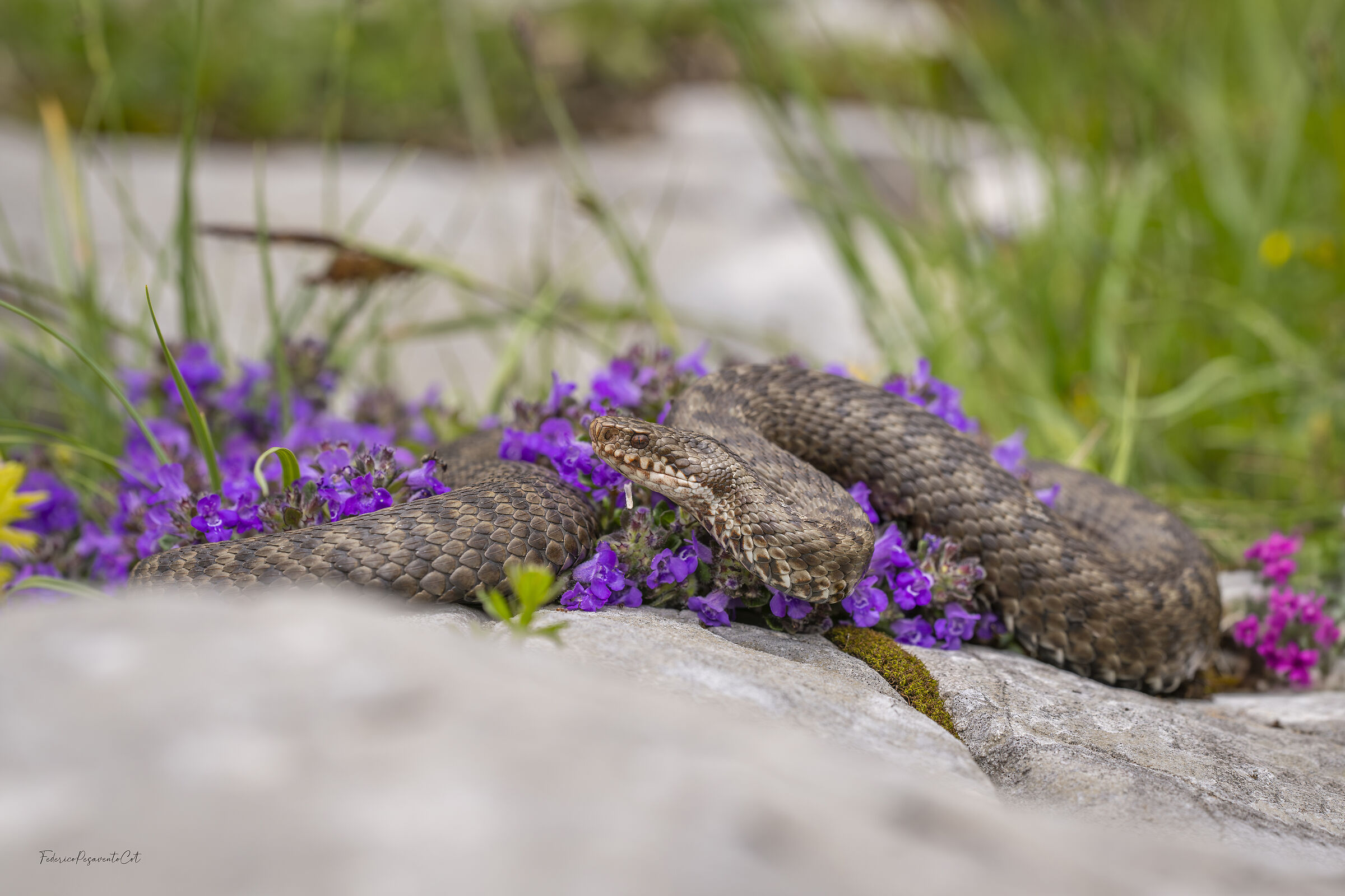 Vipera Aspis Francisciredi