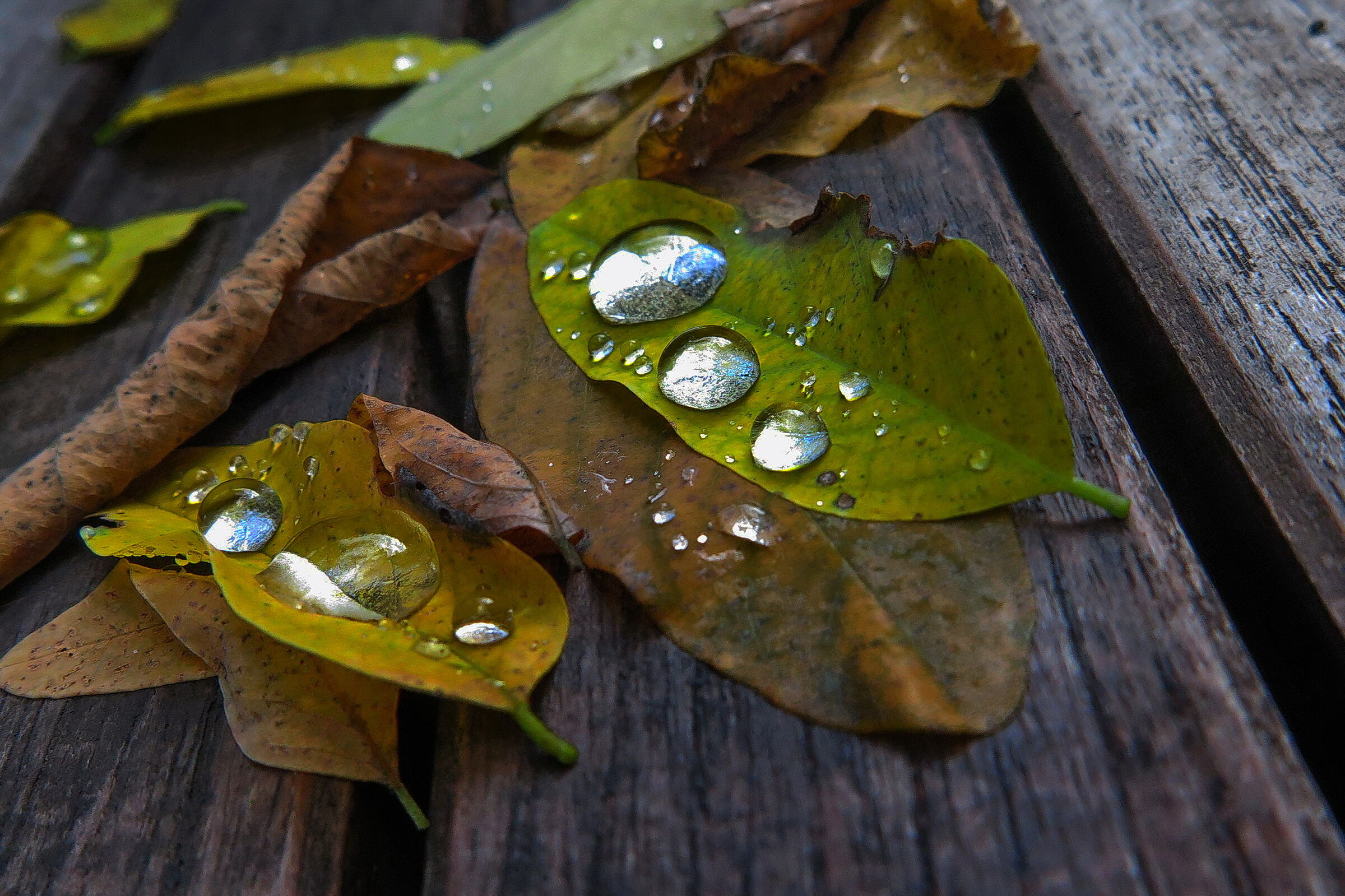 Autumn drops