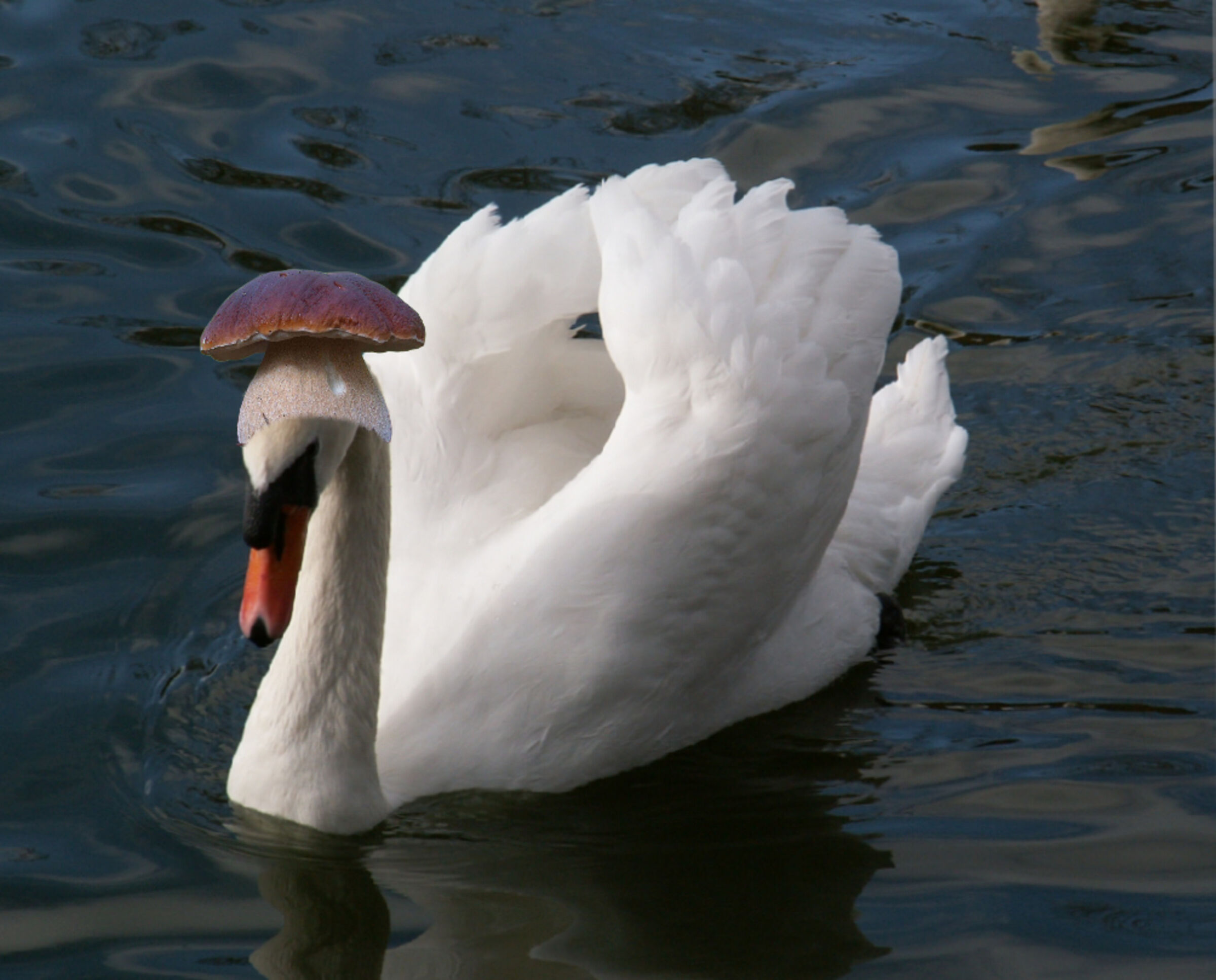Porcigno
