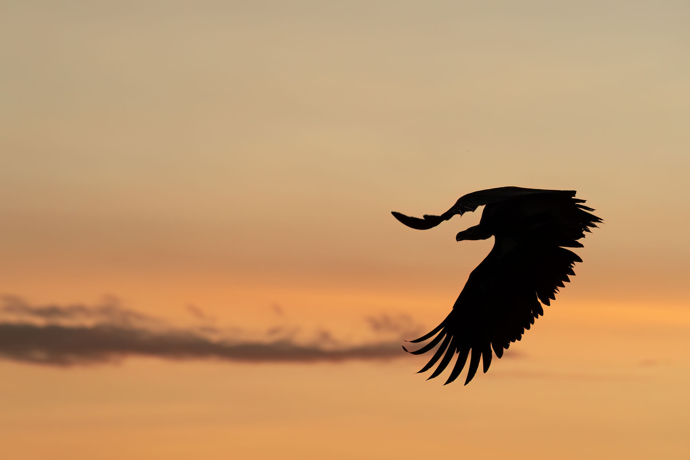 Grifone alle ultime luci