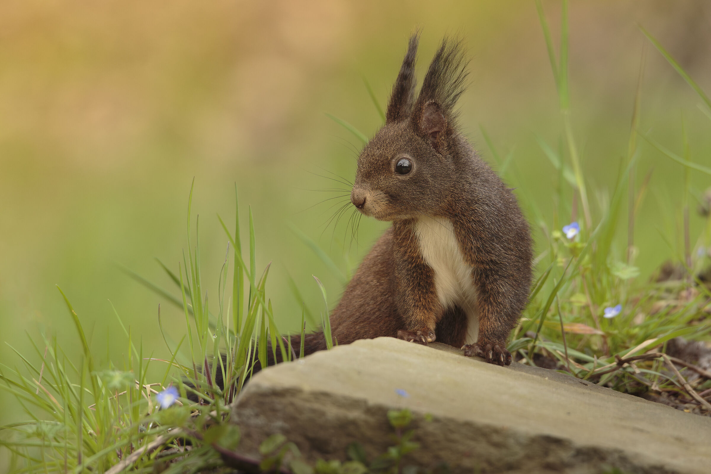 Magic in the undergrowth