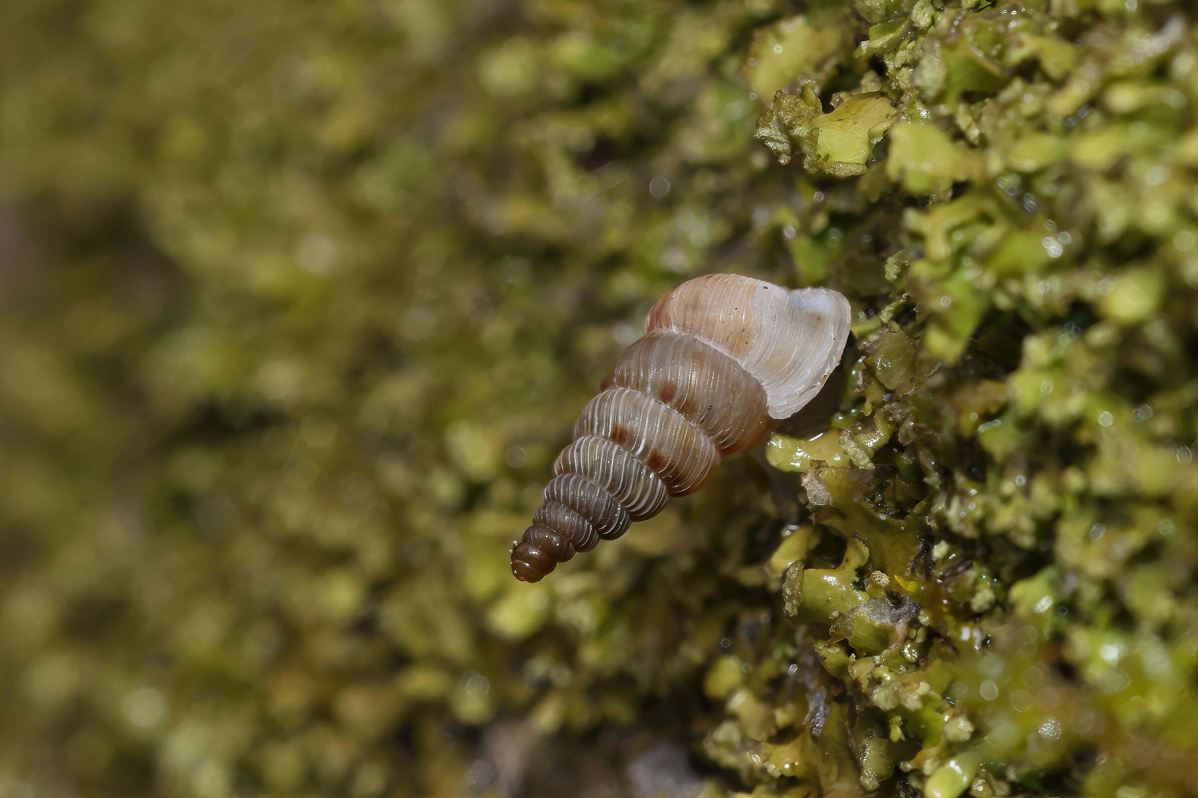 Cochlostoma philippianum