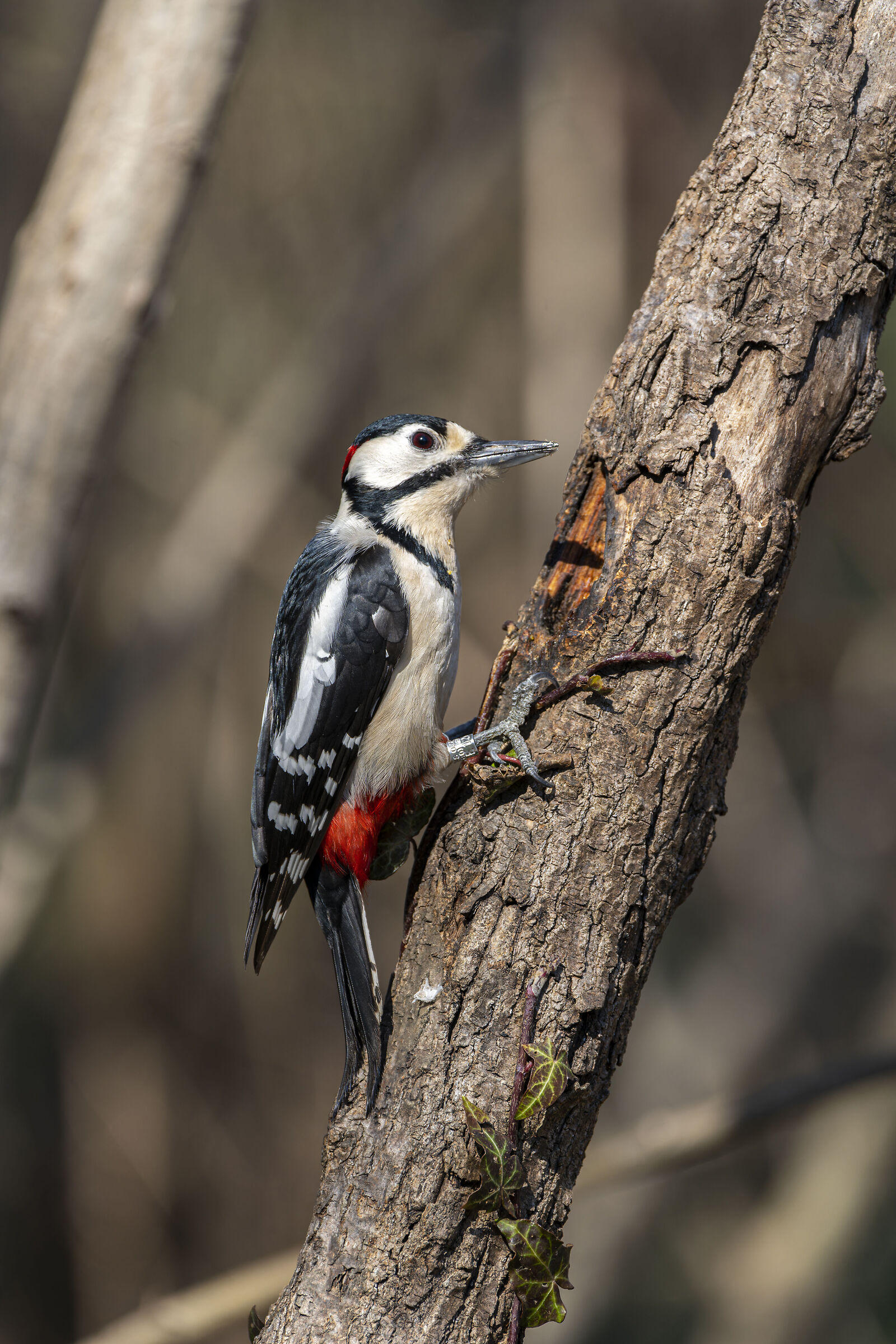 Great Spotted Woodpecker