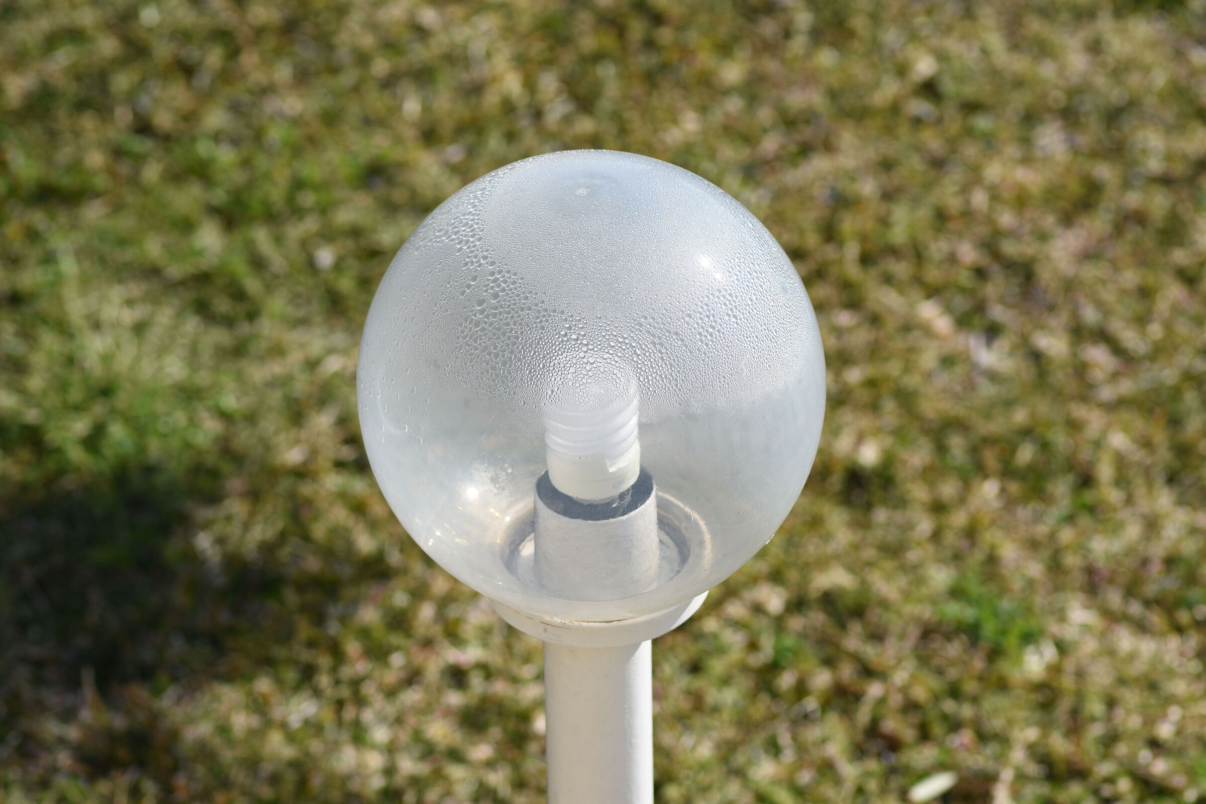 " Crop 150 " Tokina 100 F. 2.8 Atx- i - Nikon D 7200