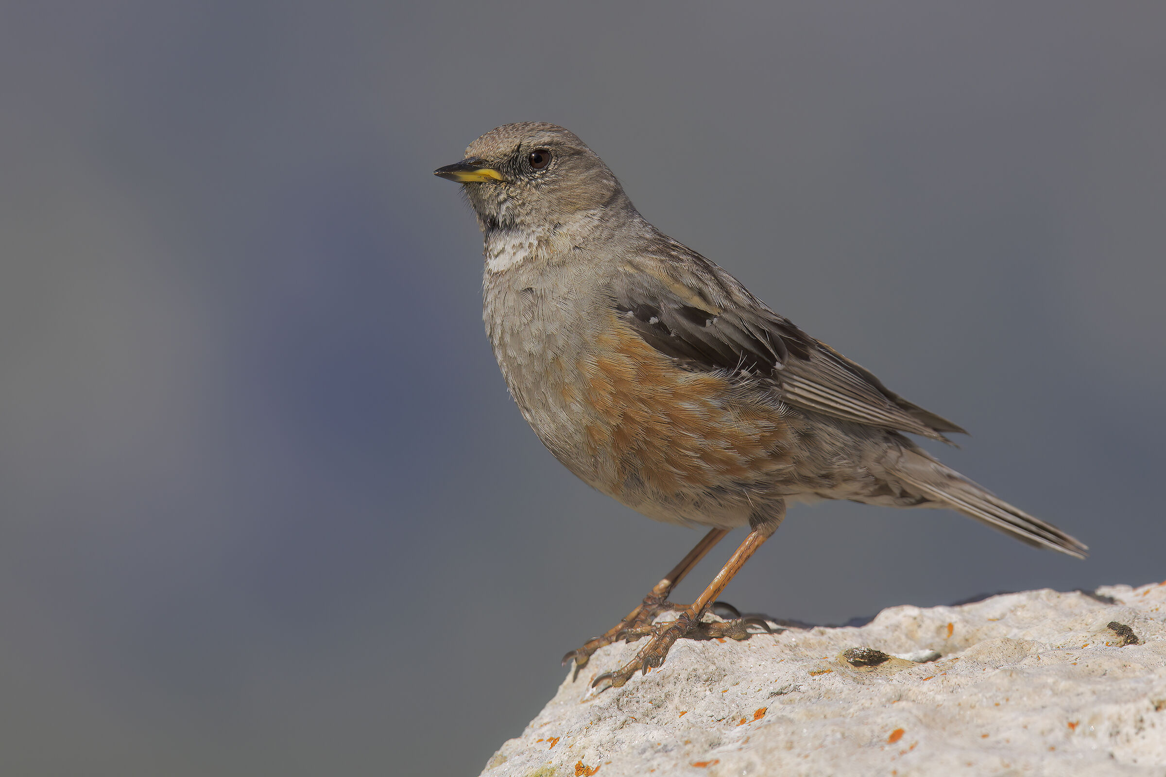 Alpine accentor