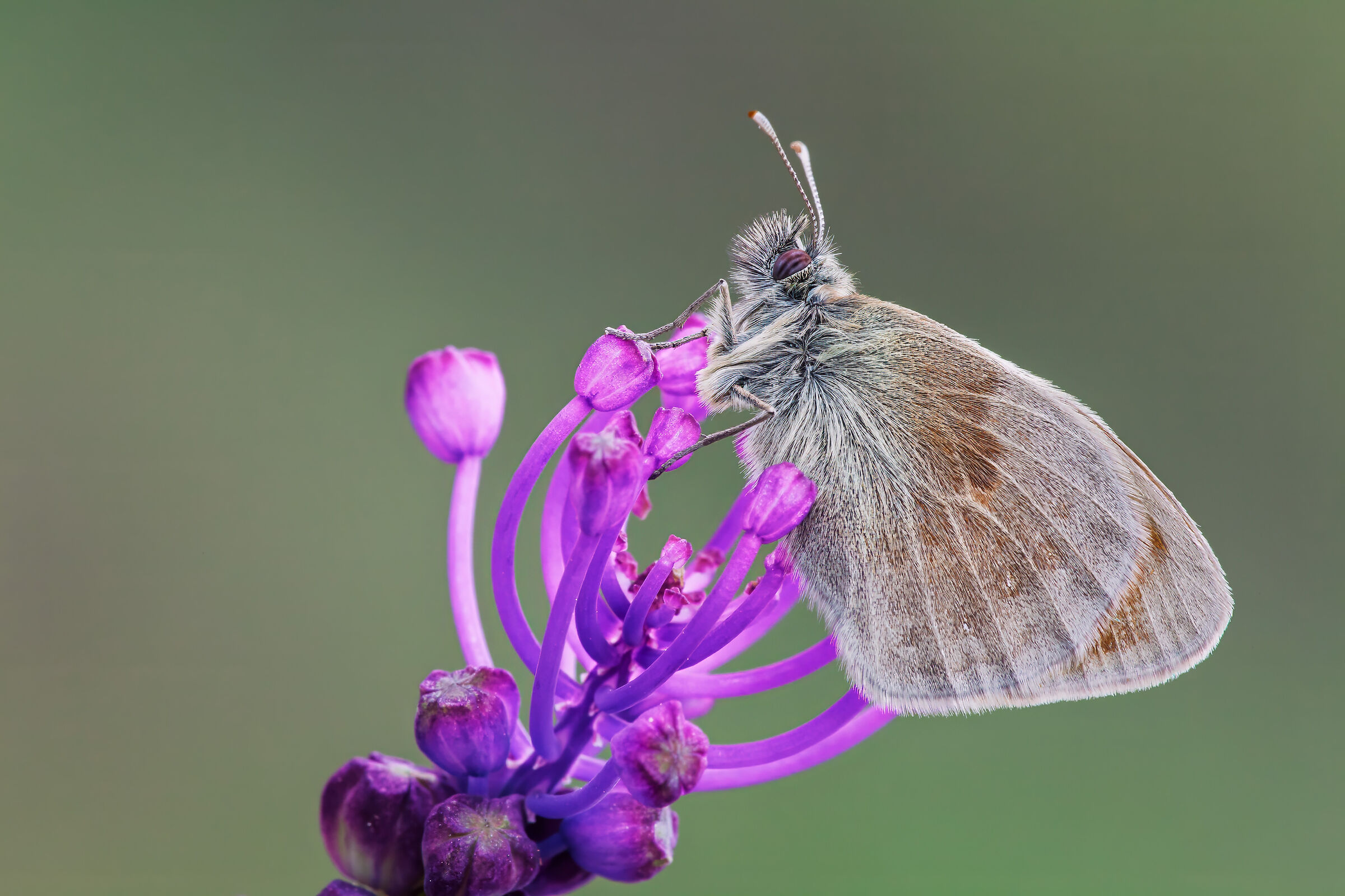 Coenonympha pamphilus