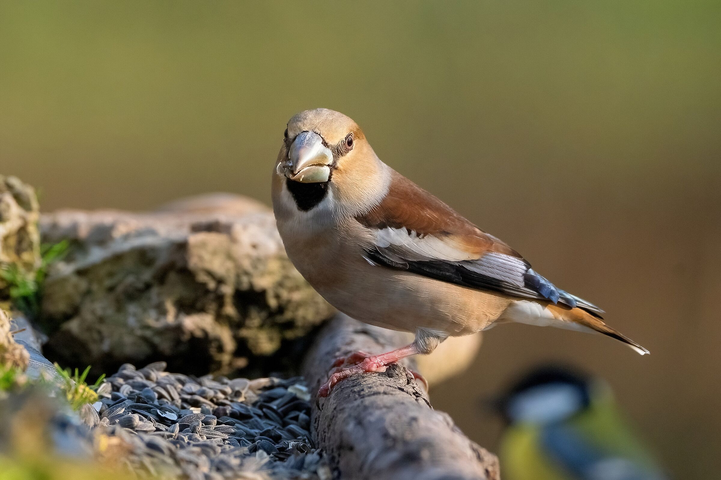 Hawinch (Coccothraustes coccothraustes)