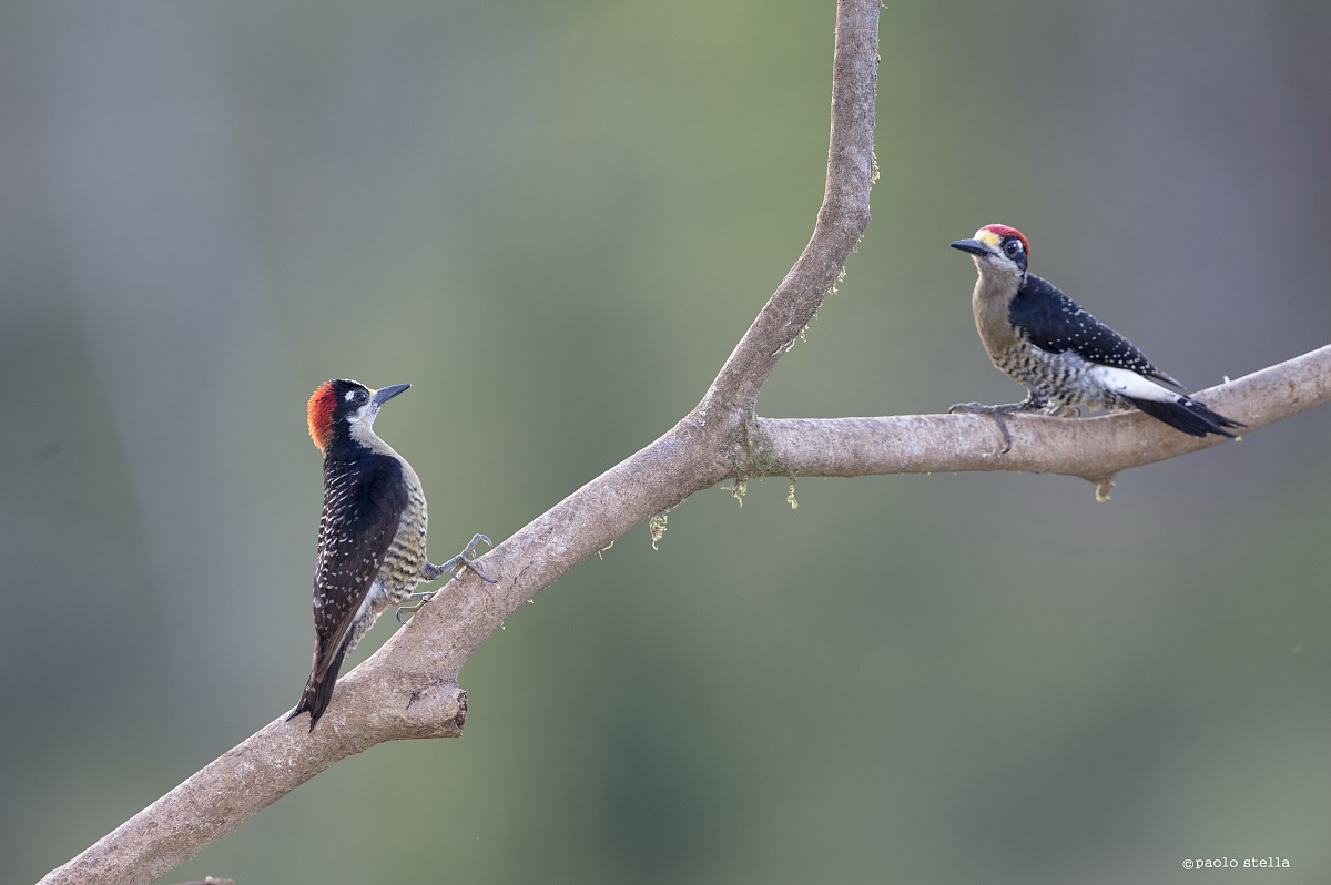 Acorn Woodpeckers