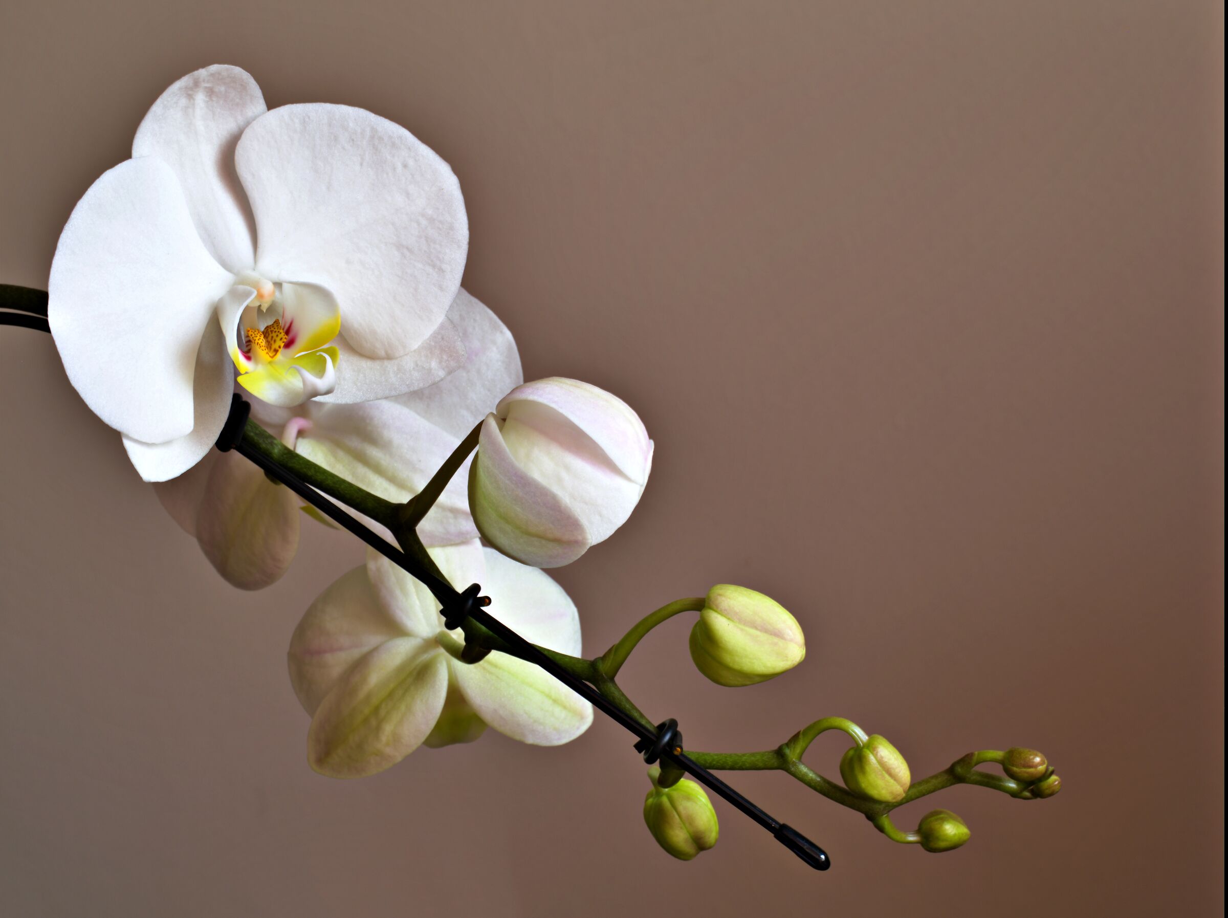ORCHIDEE