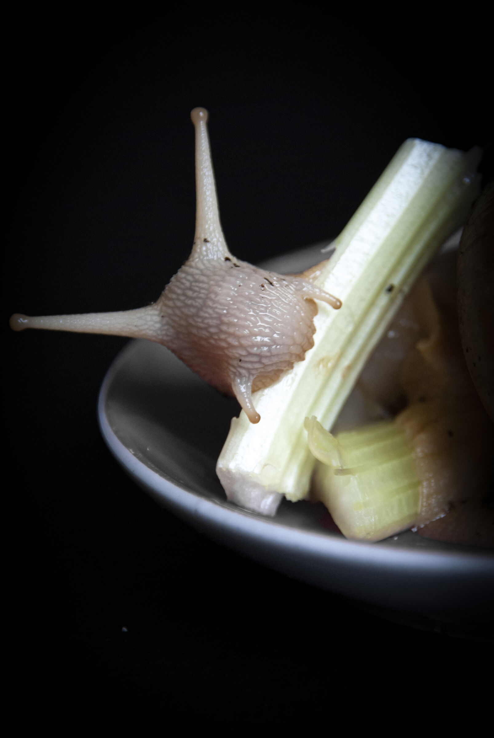 Gary the Invalid Civilian