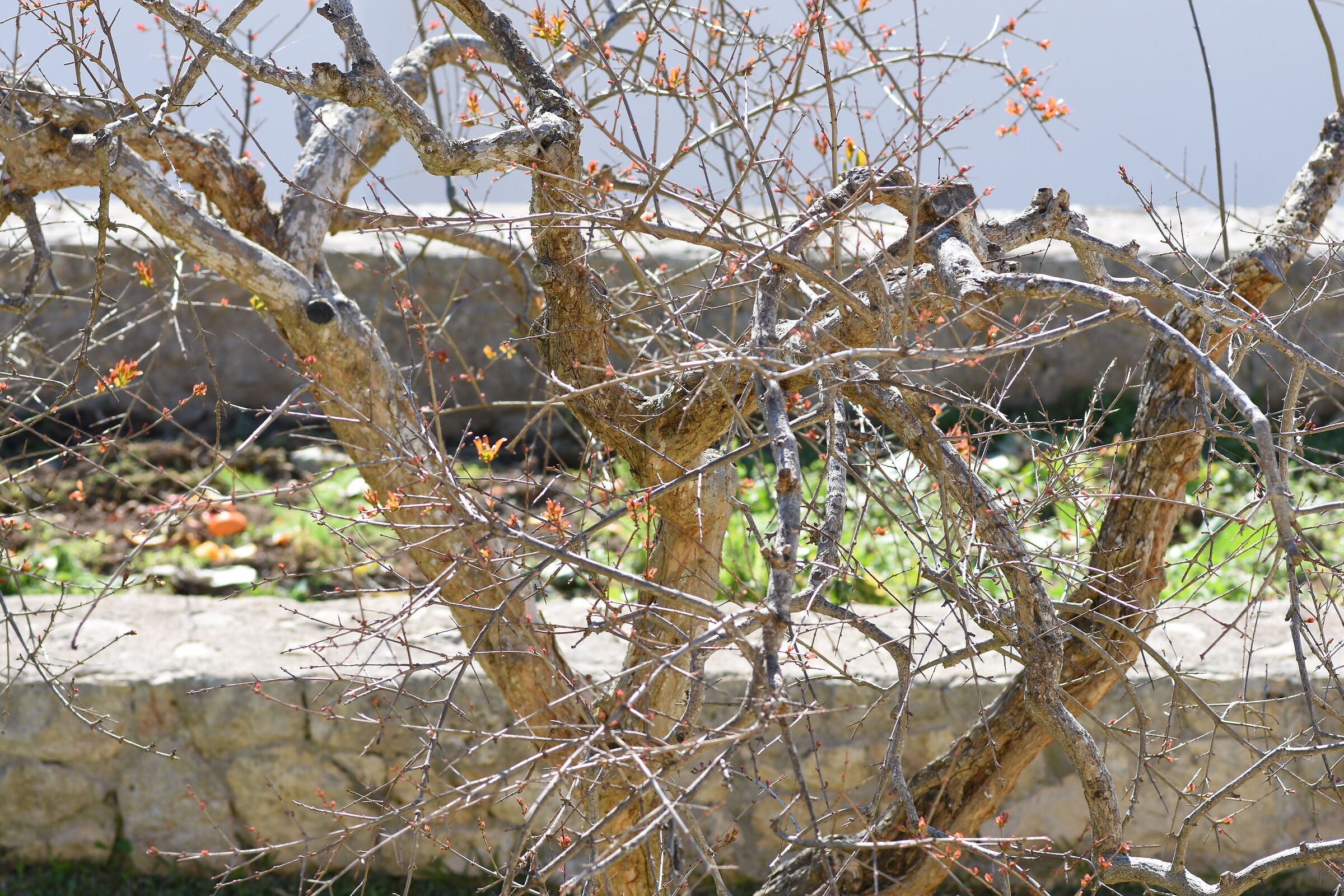 " Crop 150 " Tokina 100 F. 2.8 Atx-i - Nikon D 7200