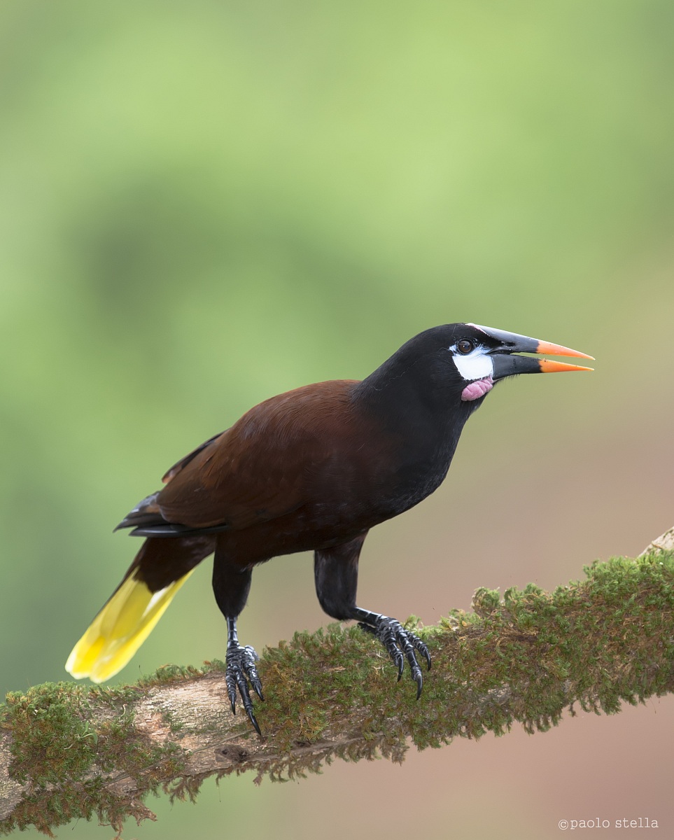 Montezuma Oropendola