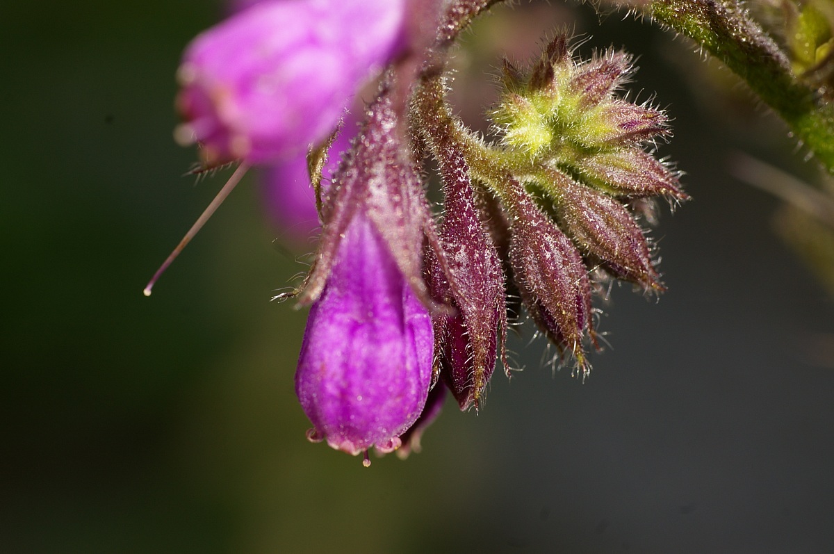 Comfrey (Symphytum officinale)
