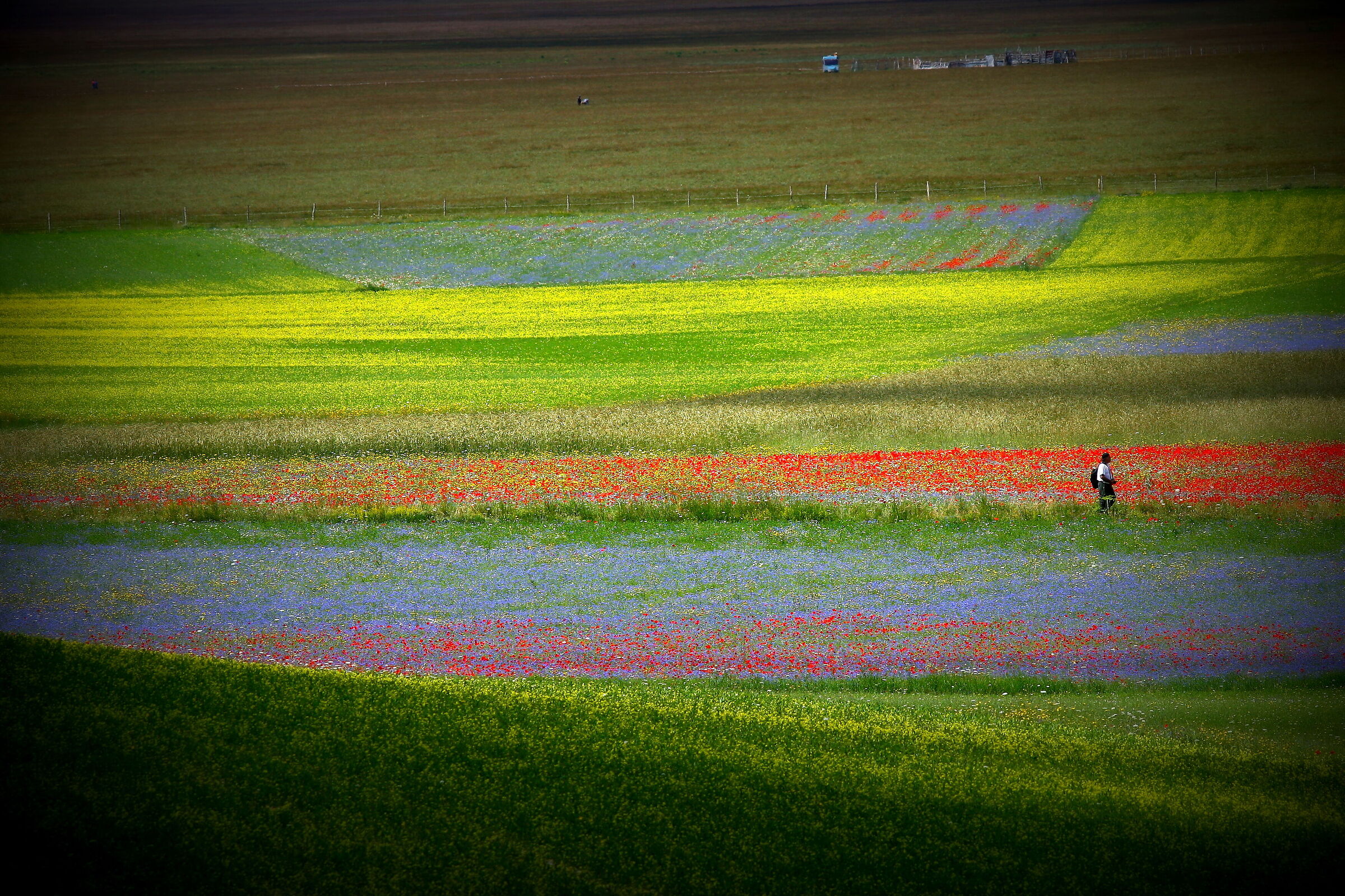Castelluccio Bloom