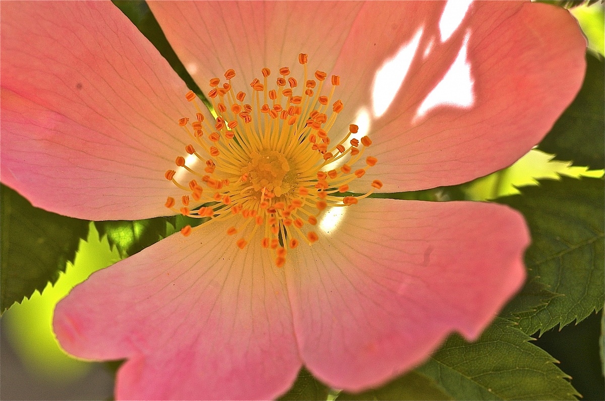 Rosa canina