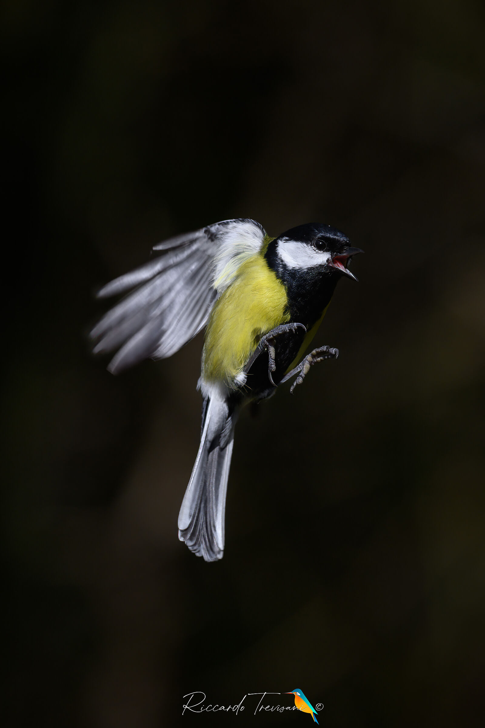 cinciallegra ninja