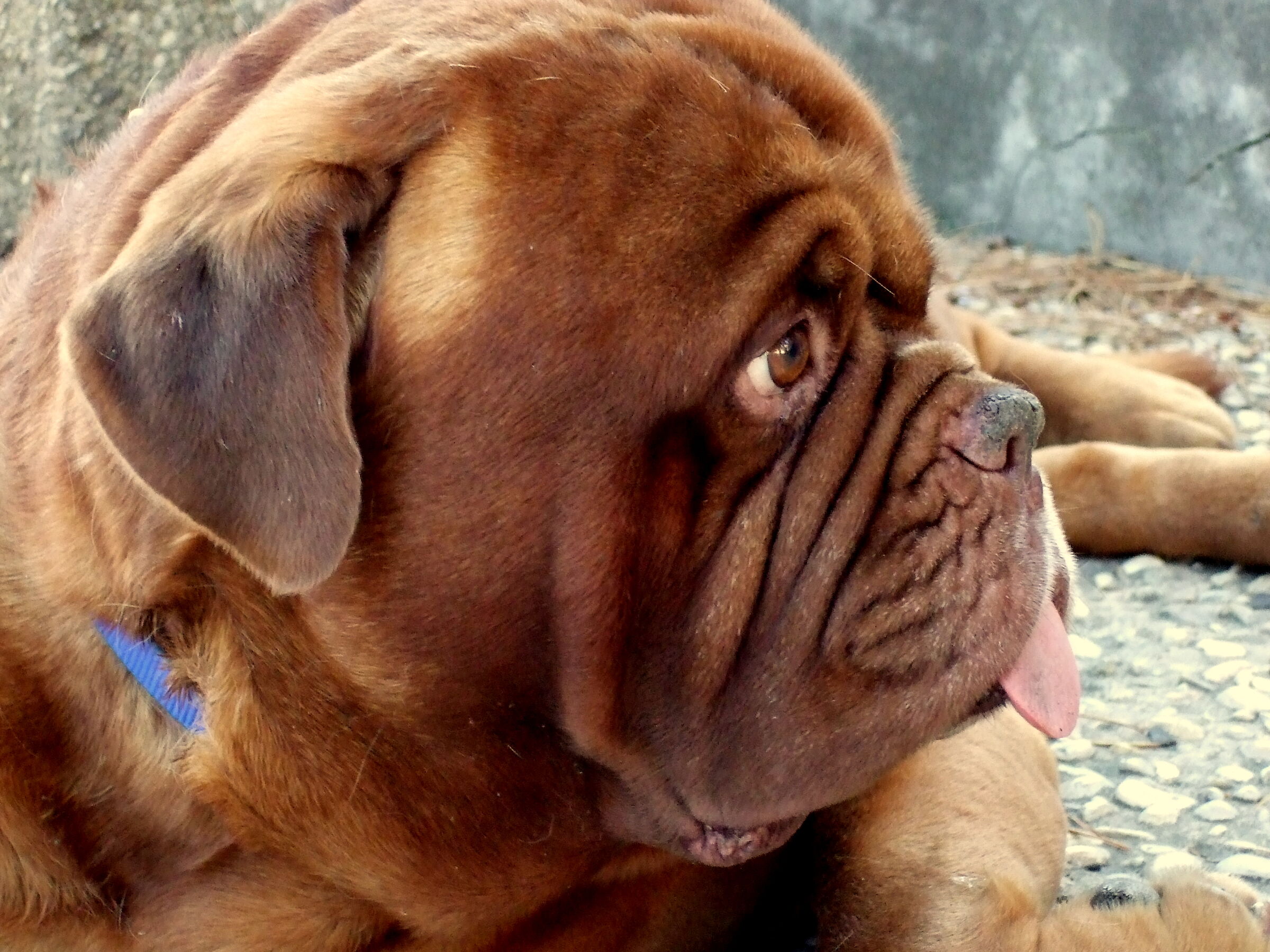 dog
