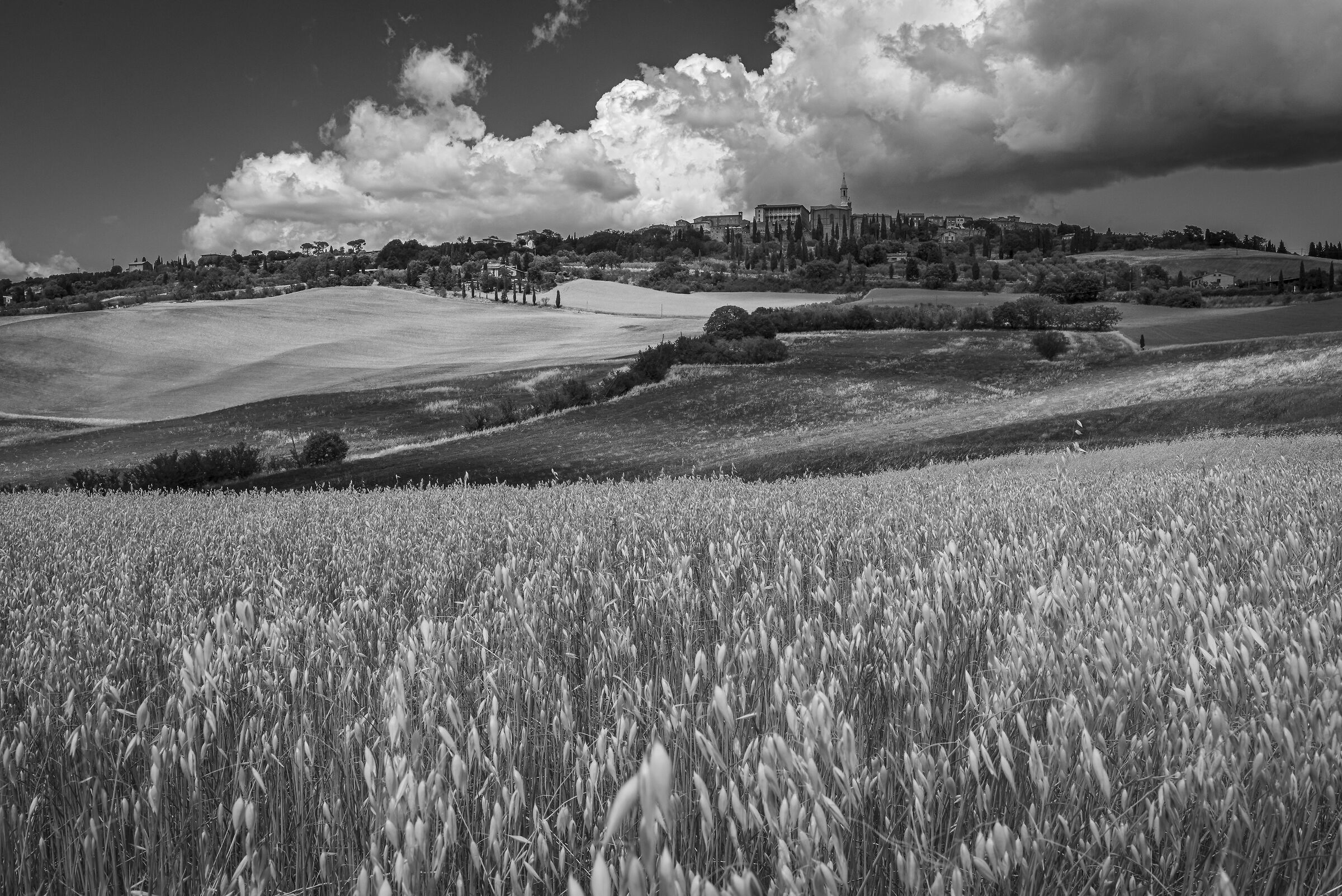 Black Pienza