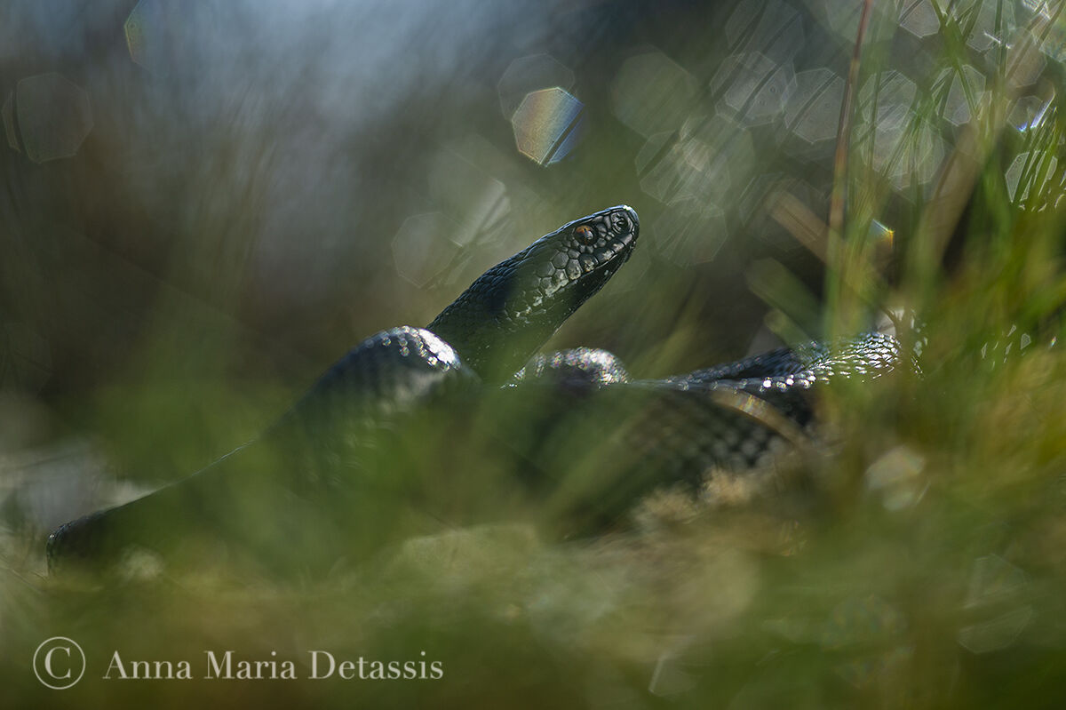 Marasso Vipera berus