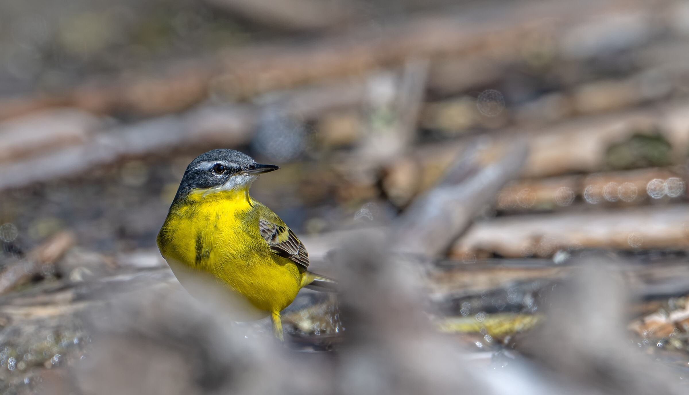 Wagtail