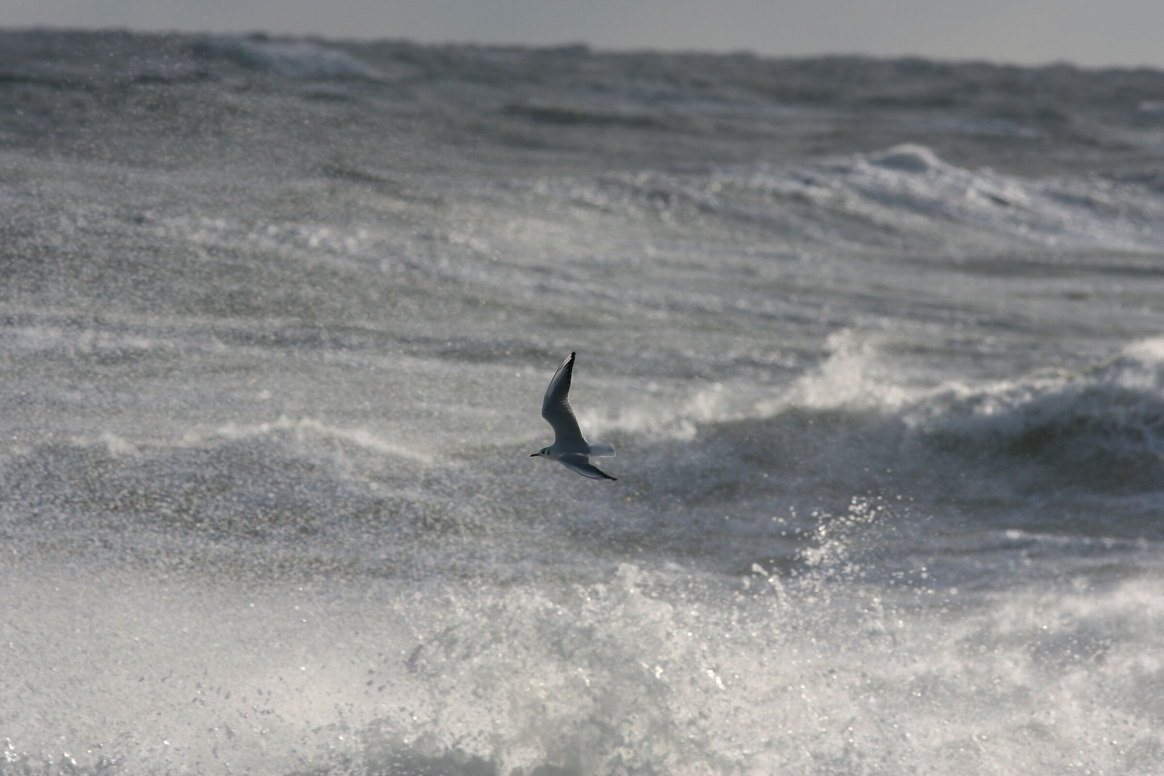 Storm surge 2012 Conero