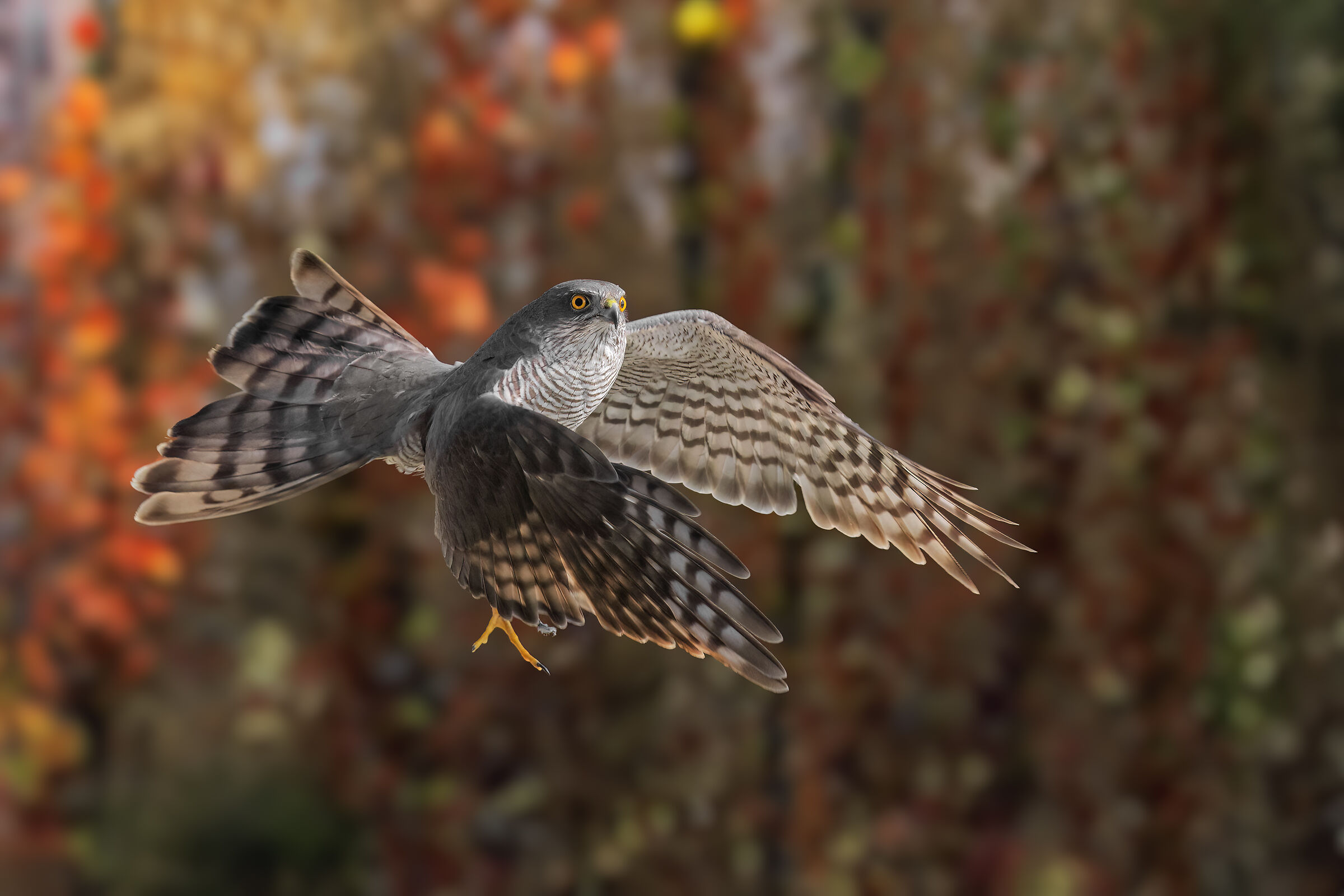 The sparrowhawk's salute