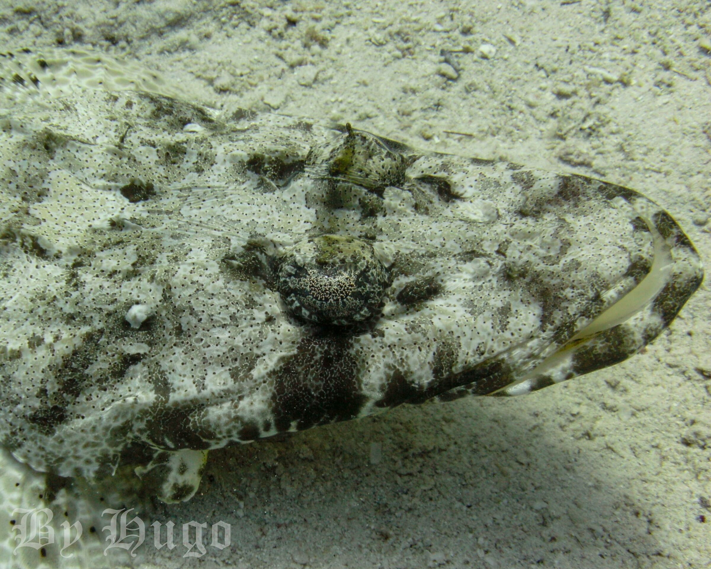 Papilloculiceps longiceps