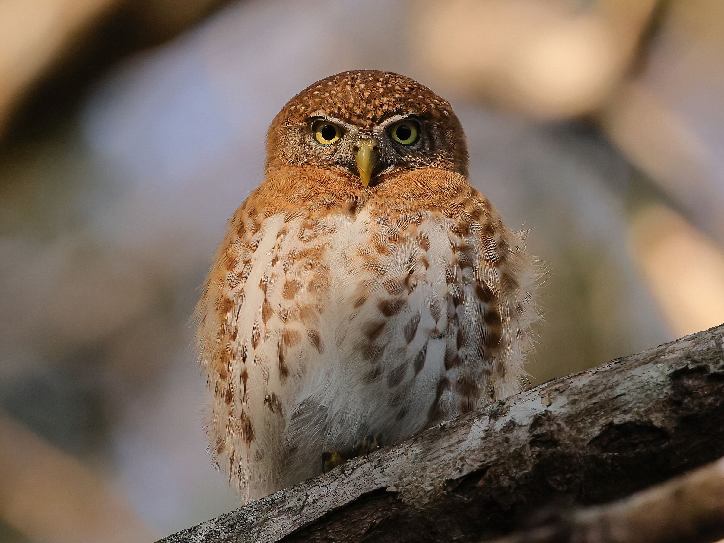 Cuban pygmy owl