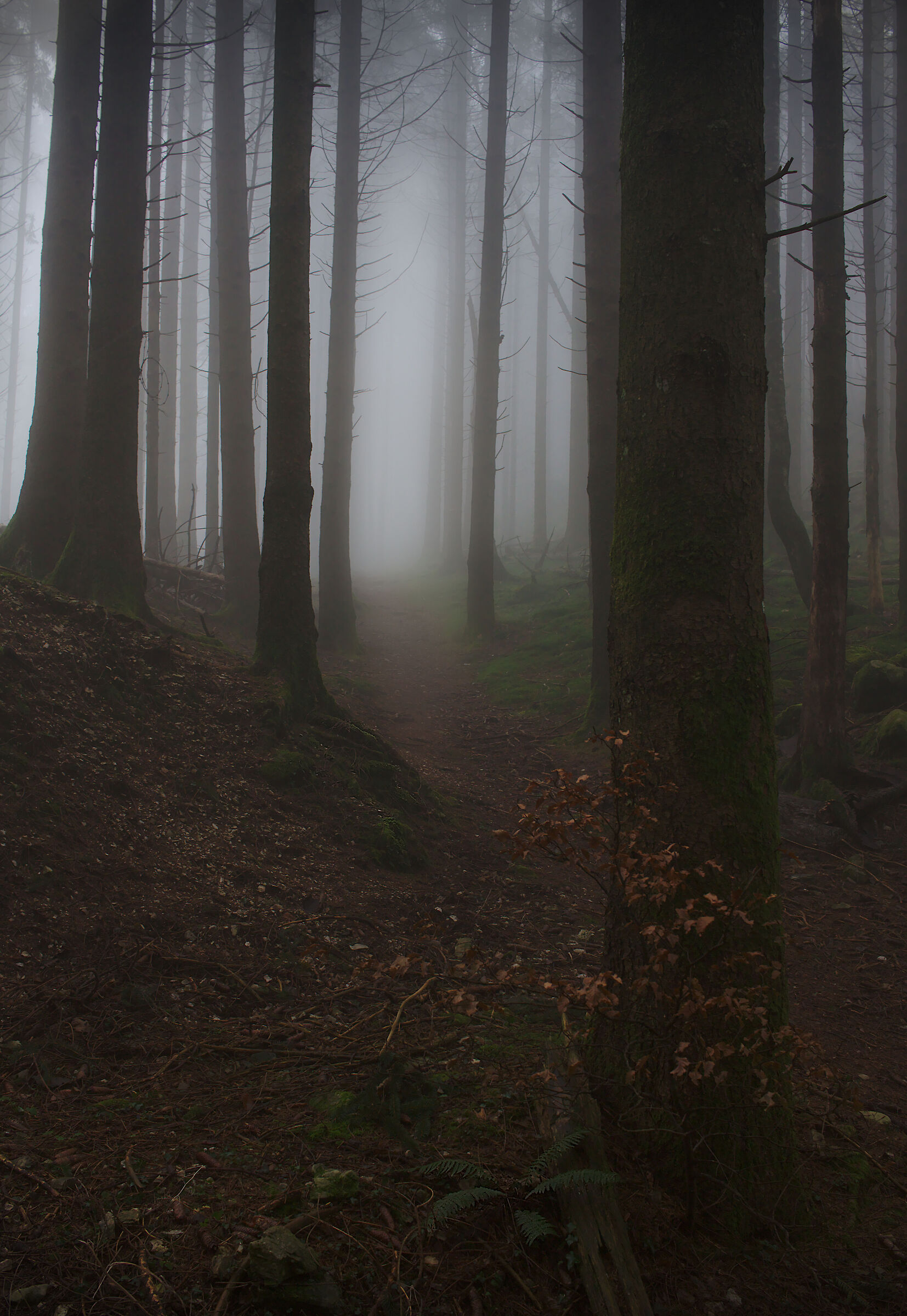 Forest Mood