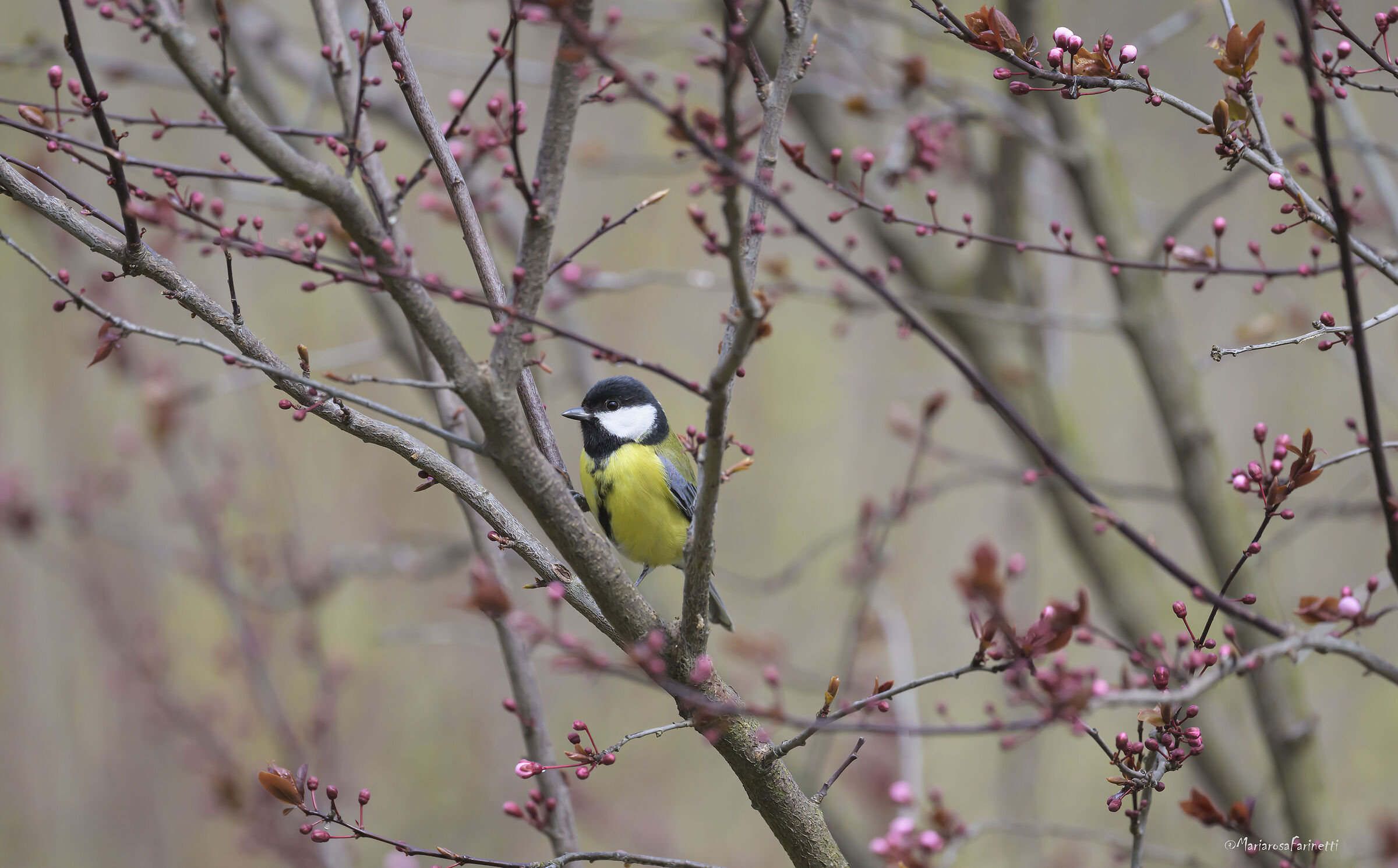 la Cincia e il Pruno