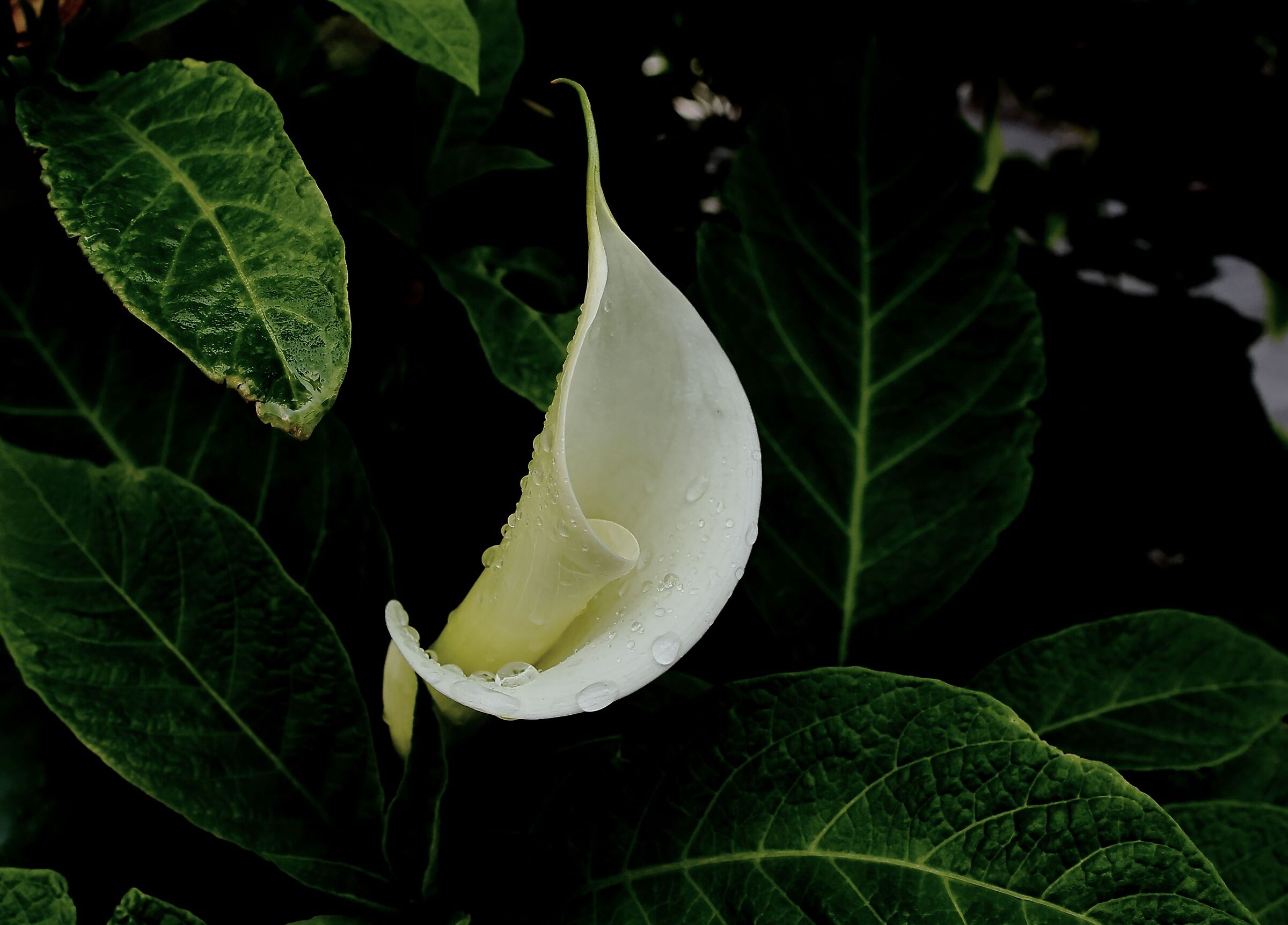 Calla (Zantedeschia)