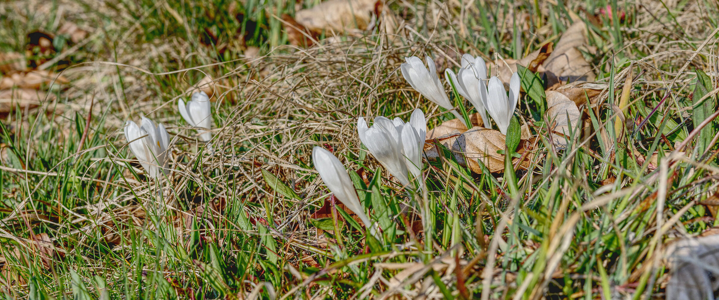 crocus