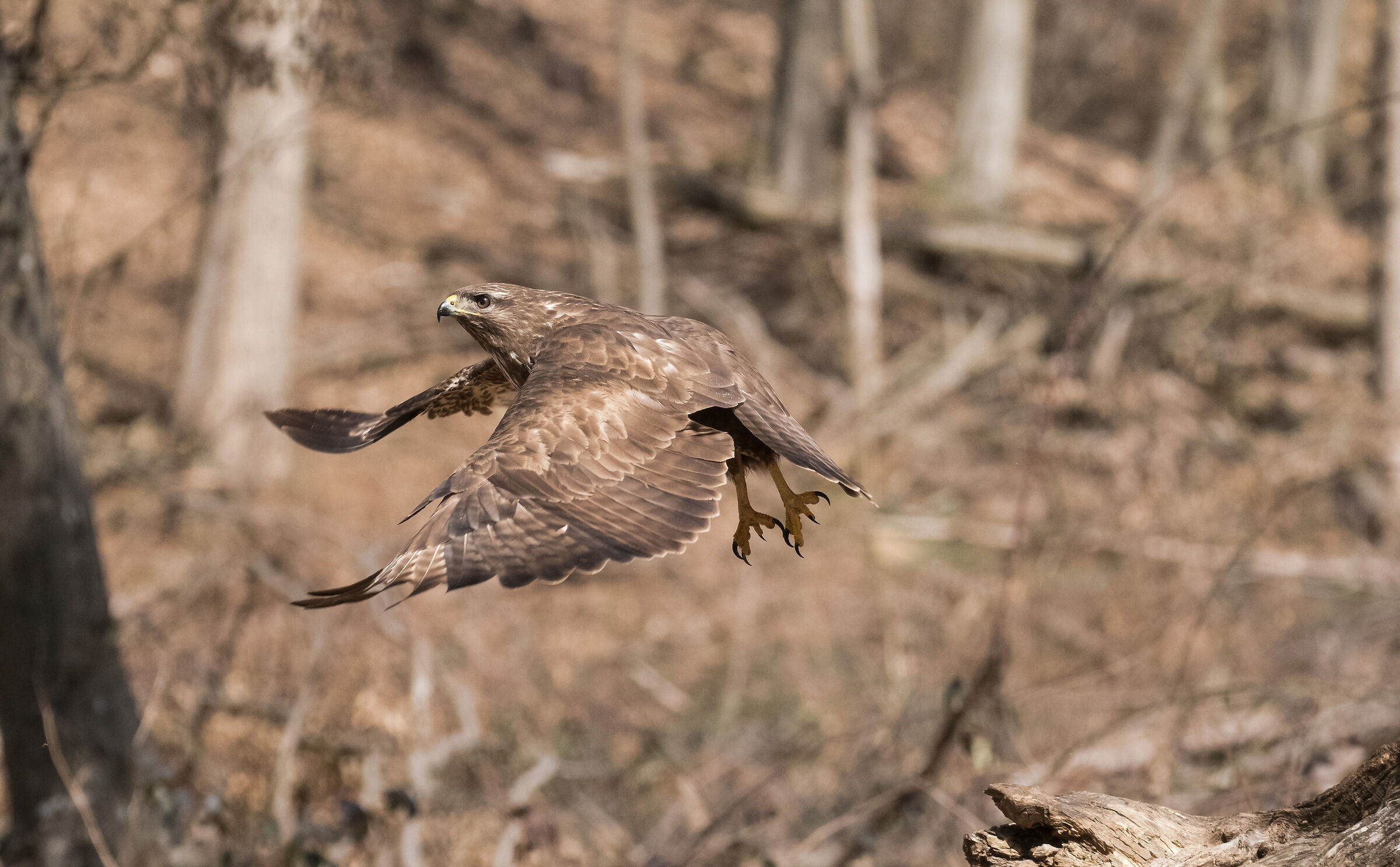 buzzard