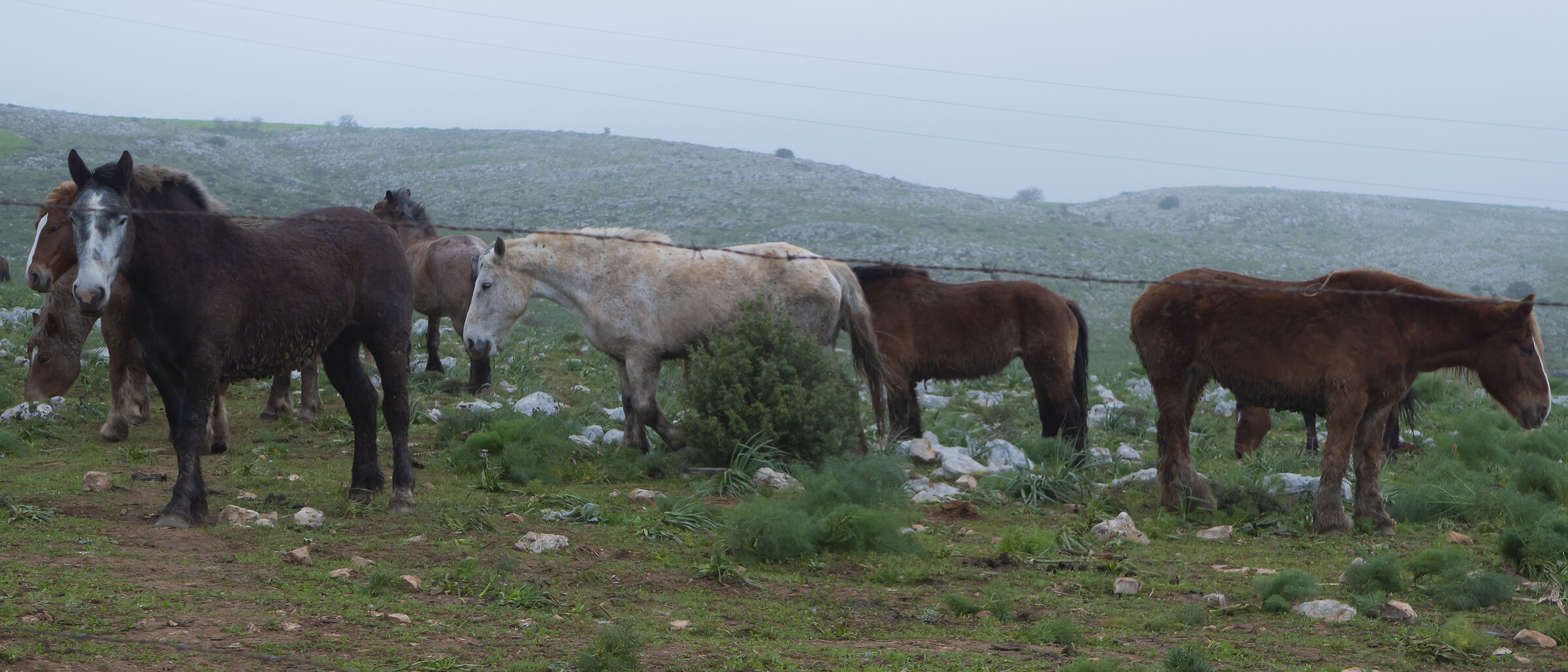 HORSES IN THE TARANTO MURGIA