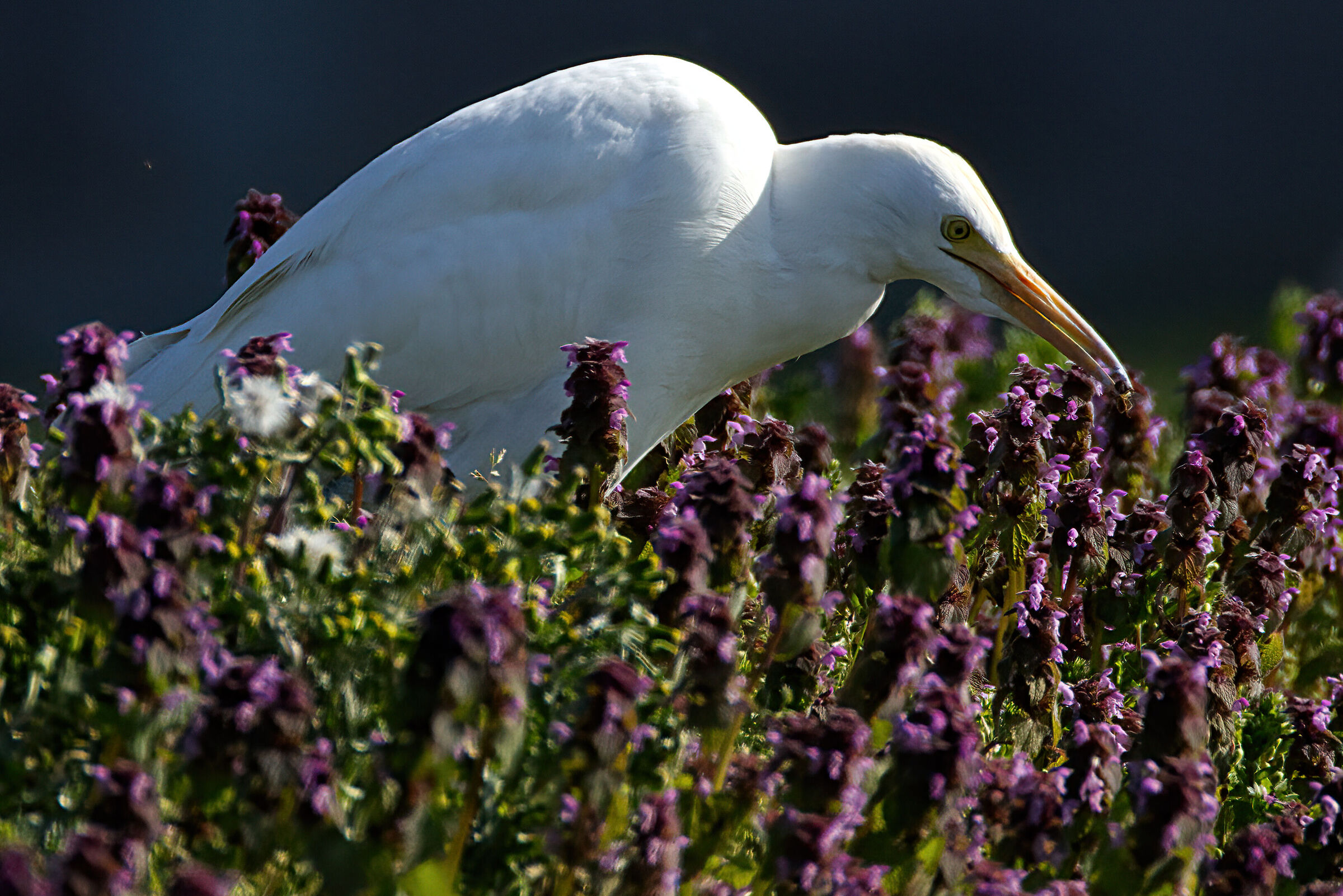 Cattle Egrets Hunting Among the Lamnium