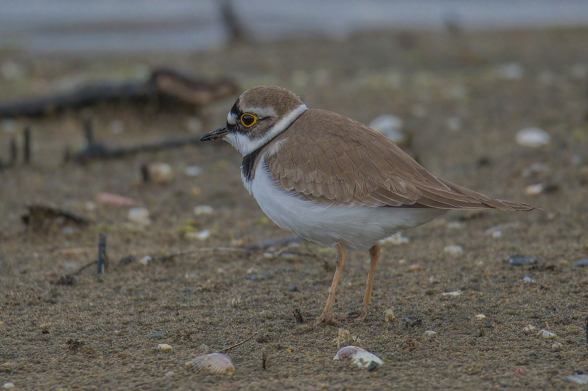 little ringed plover