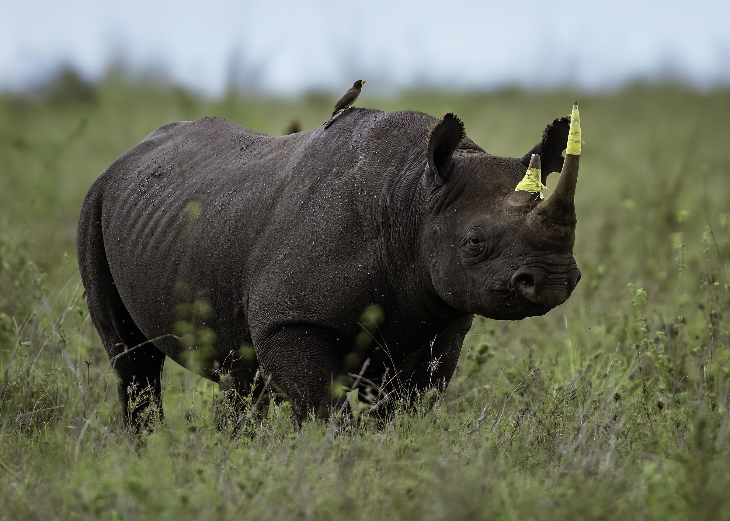 Rinoceronte nero (Diceros bicornis)