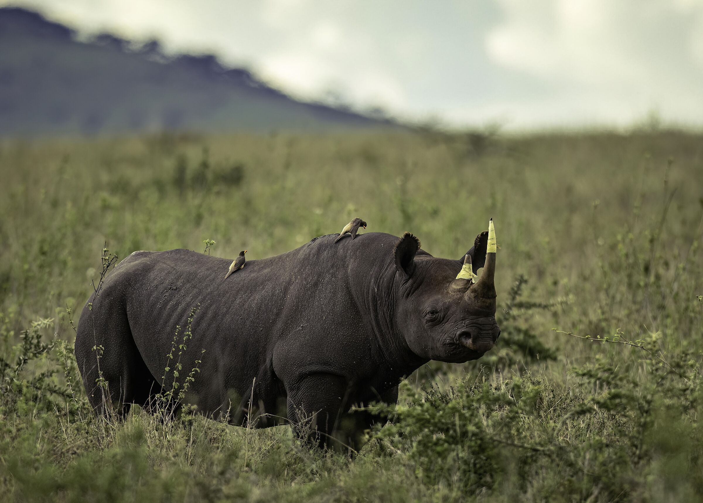 Rinoceronte nero (Diceros bicornis)
